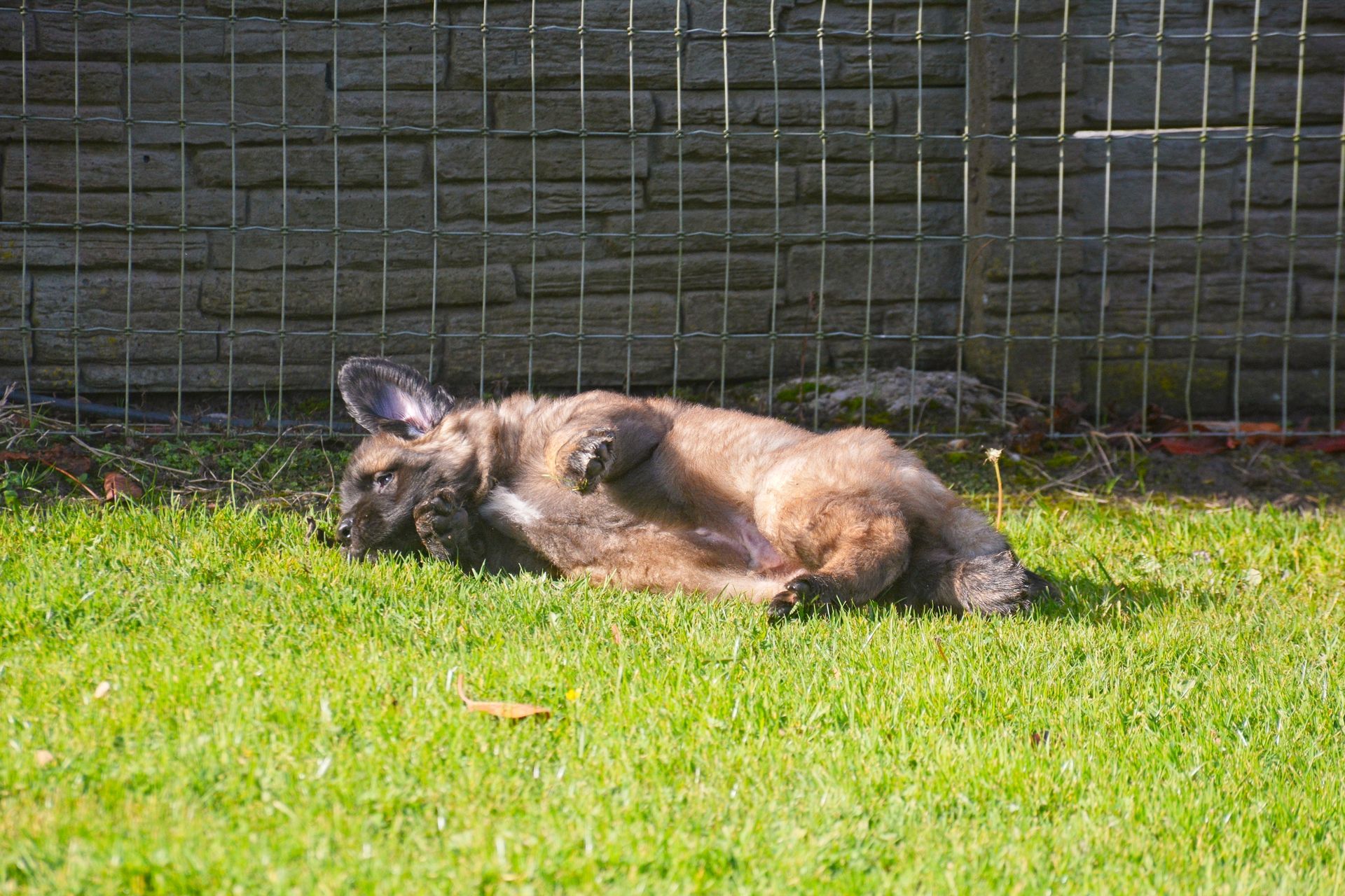 Brown deer lying on green grass beside a wire fence in sunlight