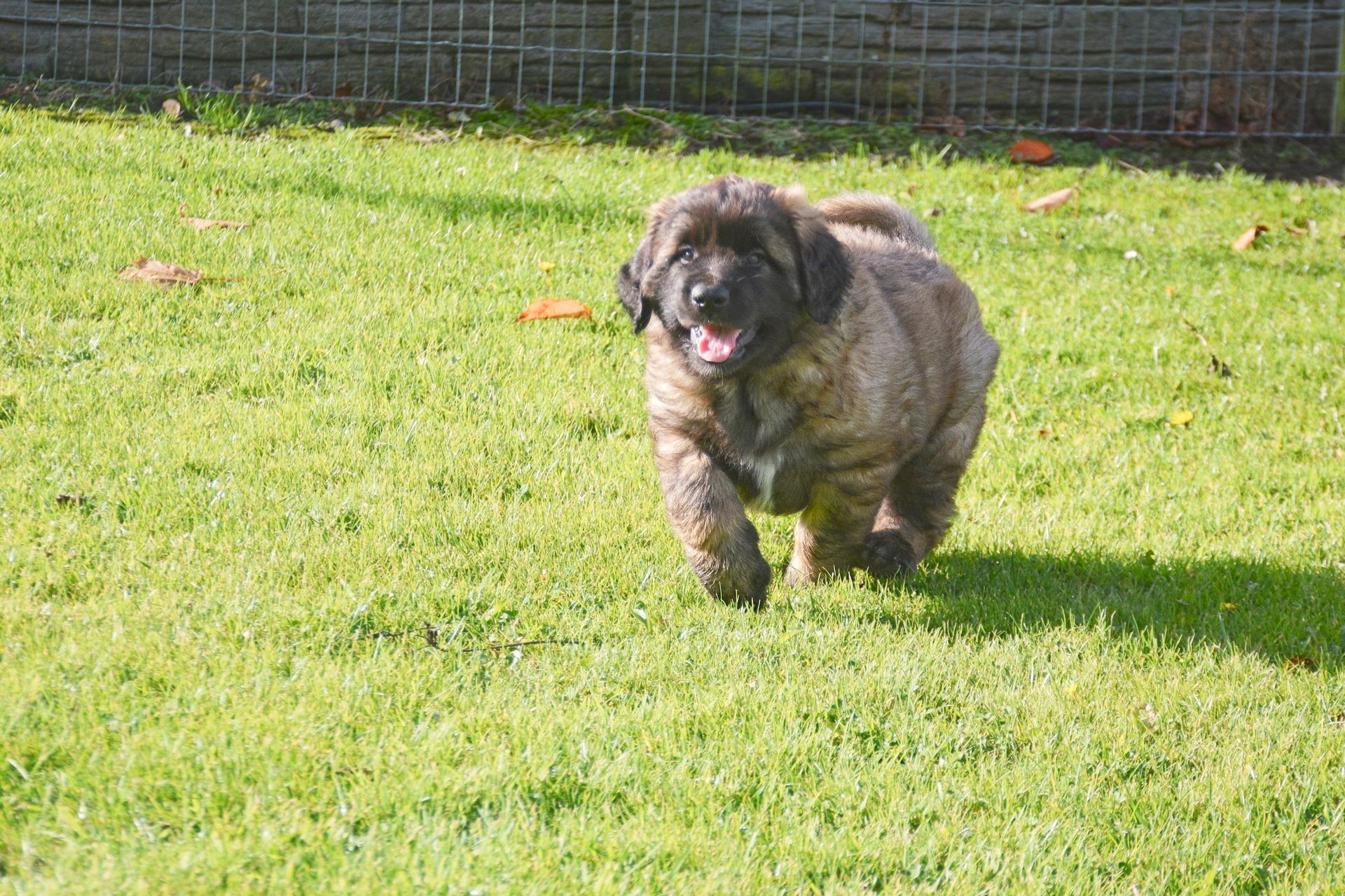 Small shaggy black-and-brown dog running on green grass in a sunny yard