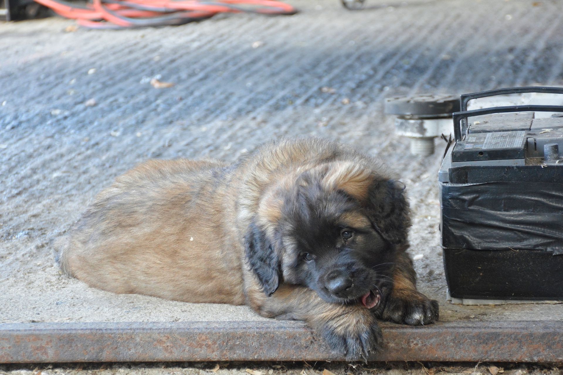 Small brown puppy lying on a concrete floor beside a black object, looking sleepy