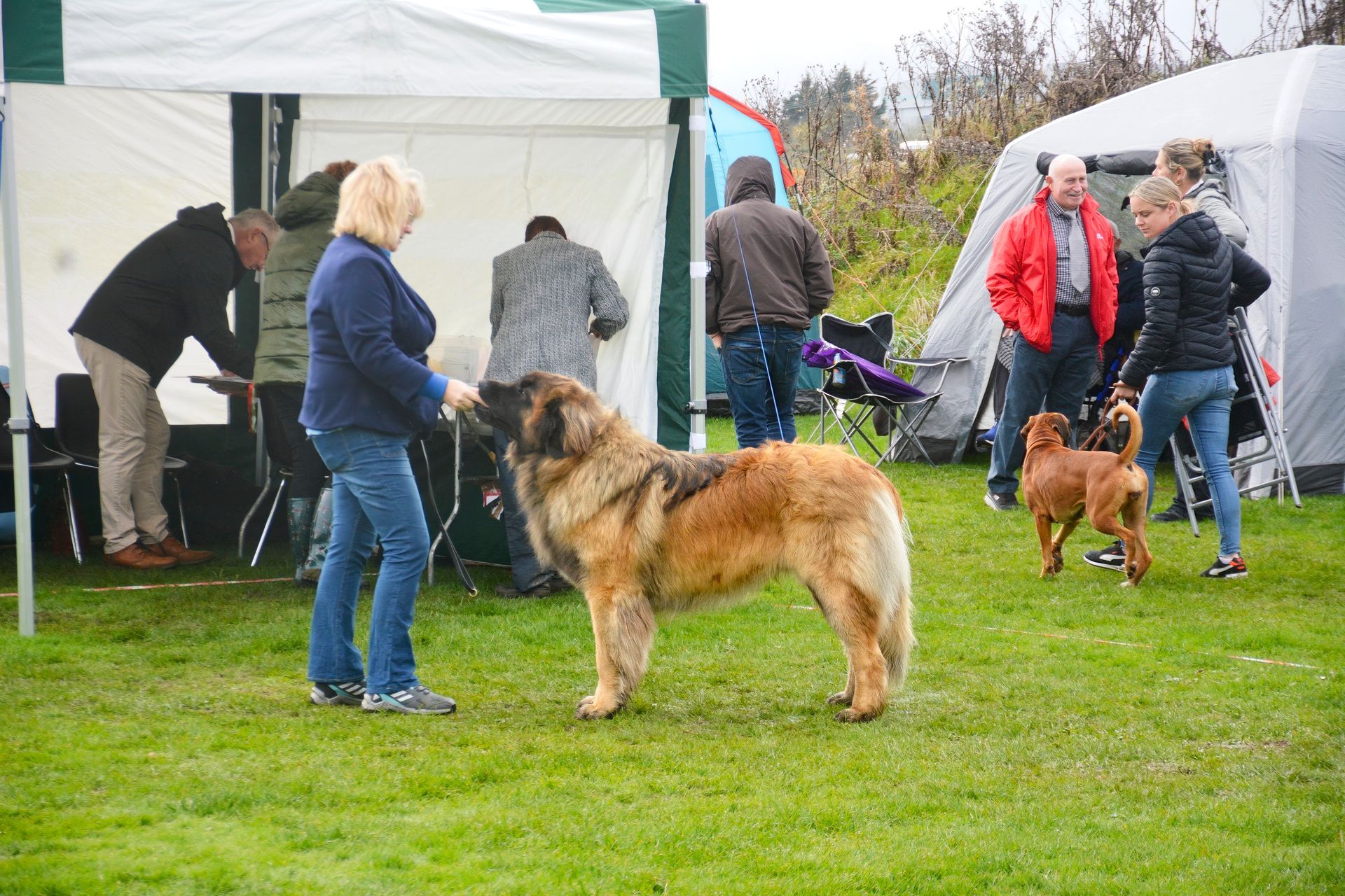 People standing with dogs near a white tent at an outdoor event on grassy ground
