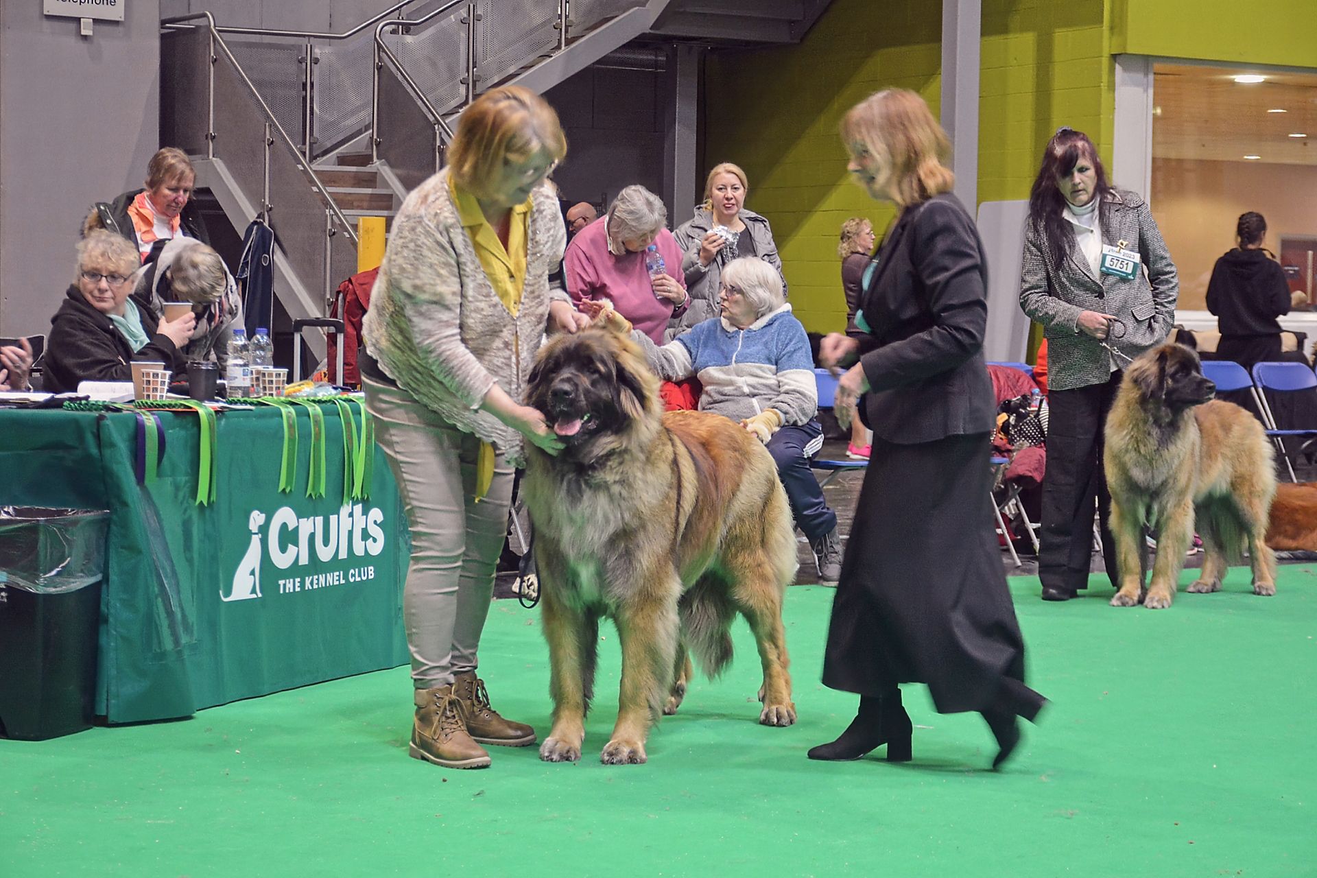 Hillhavenleonbergers leonbergers
