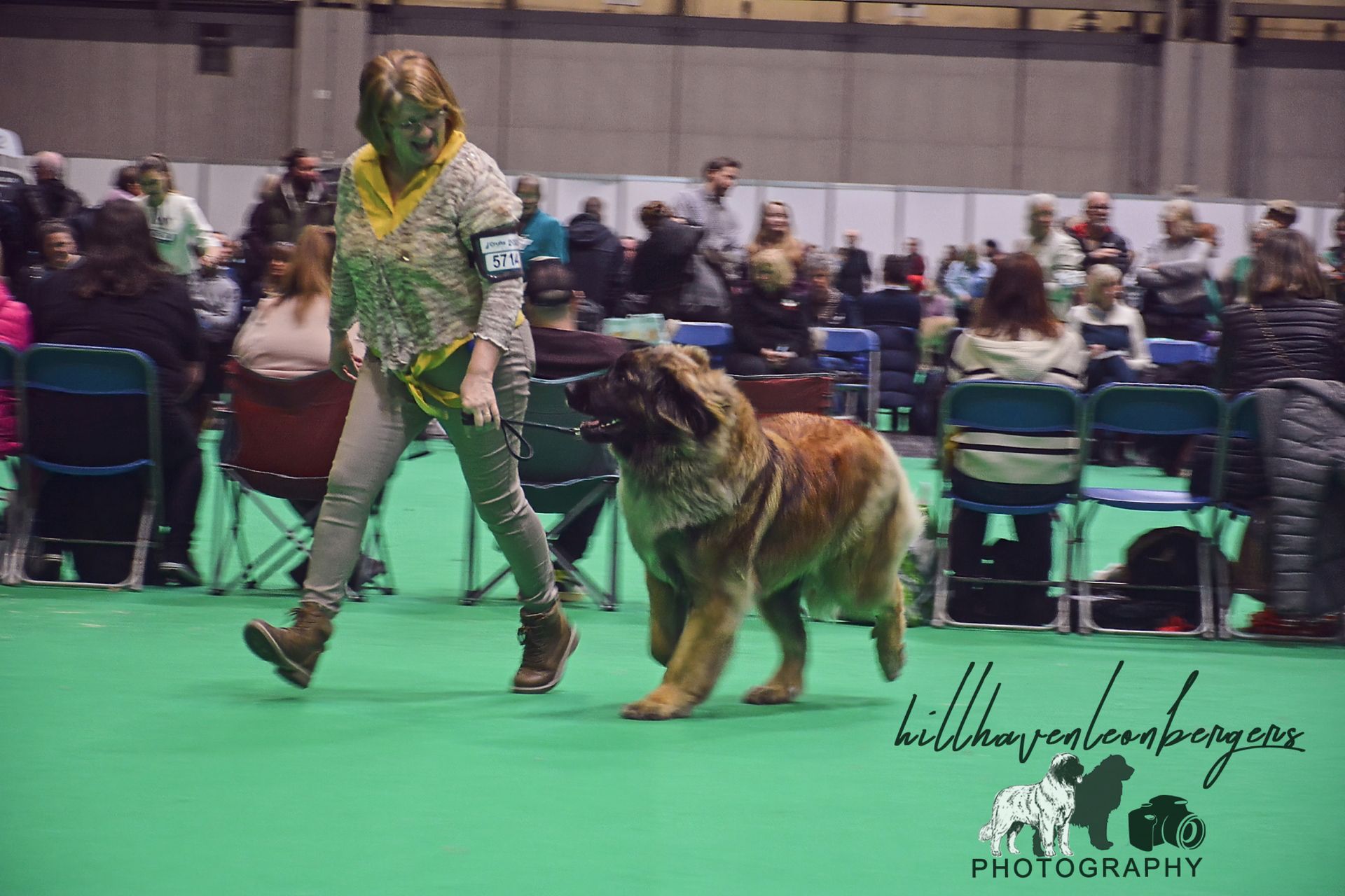 Hillhavenleonbergers leonbergers