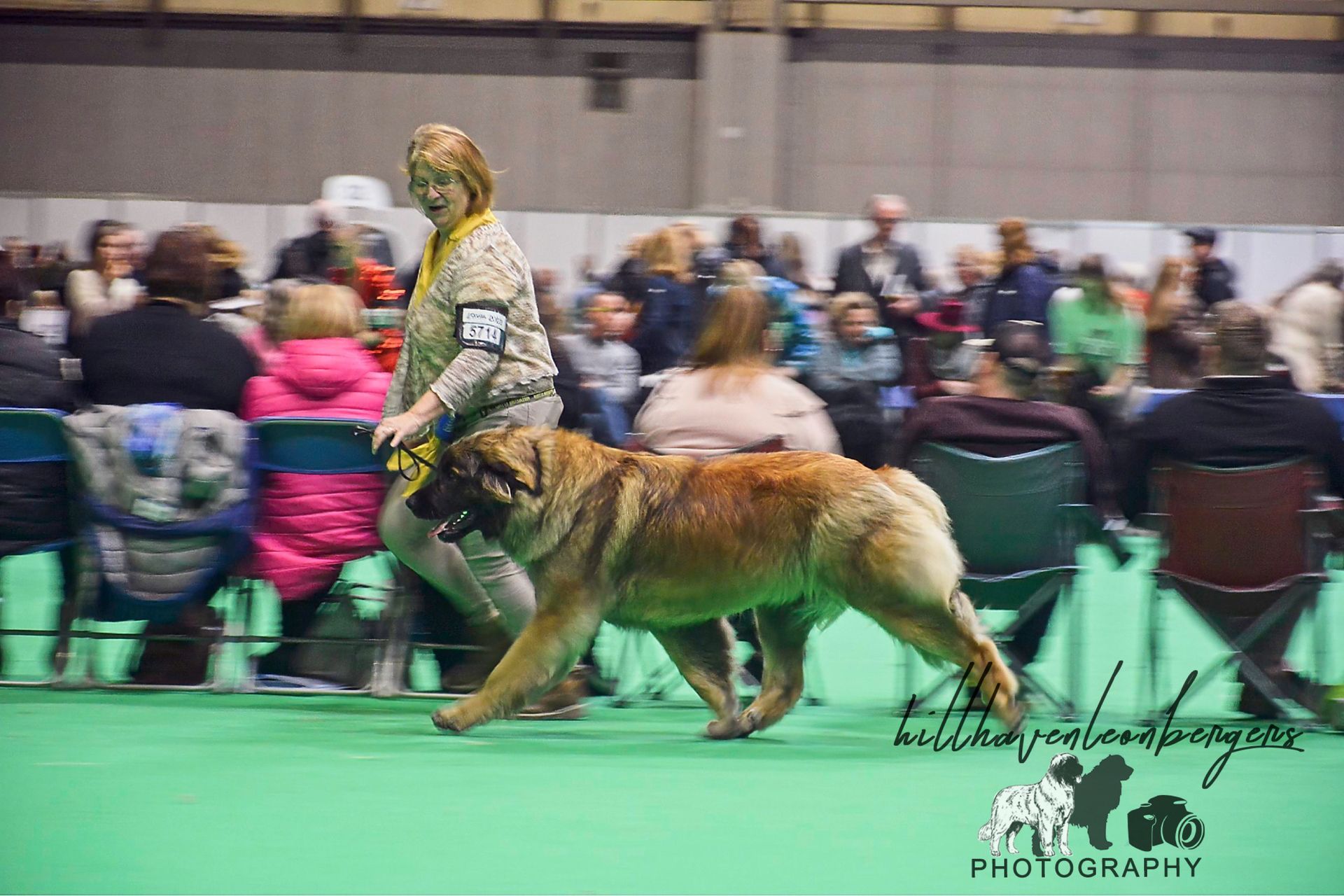 Hillhavenleonbergers leonbergers