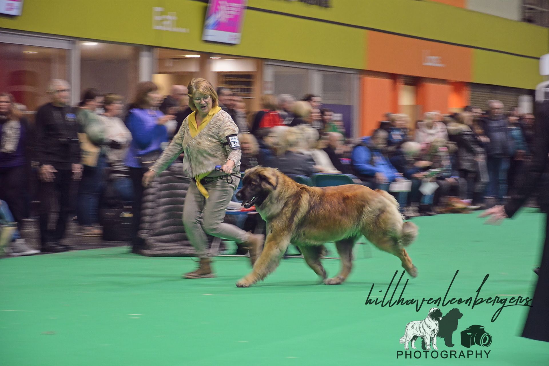 Hillhavenleonbergers leonbergers