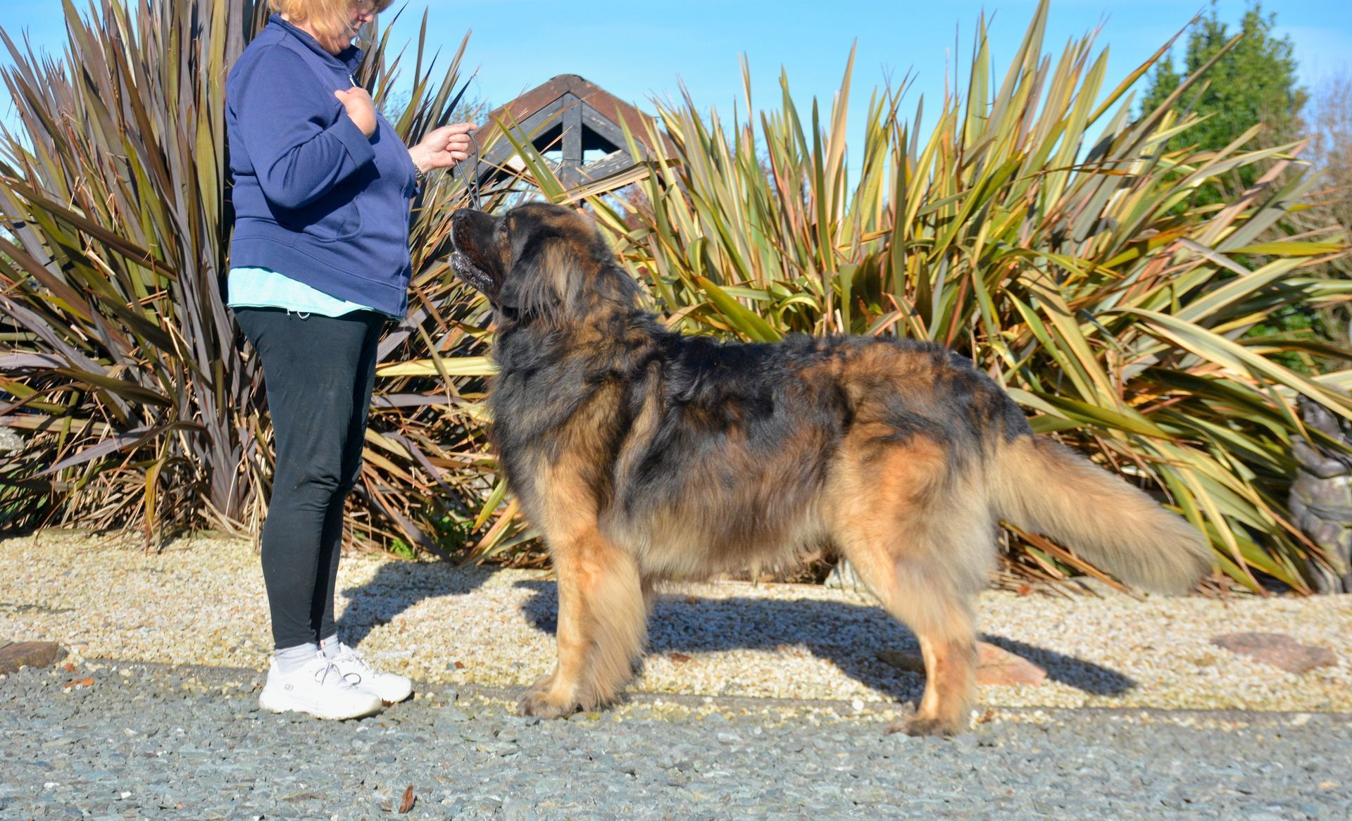 Person stands with a large shaggy dog outdoors in front of tall plants.
