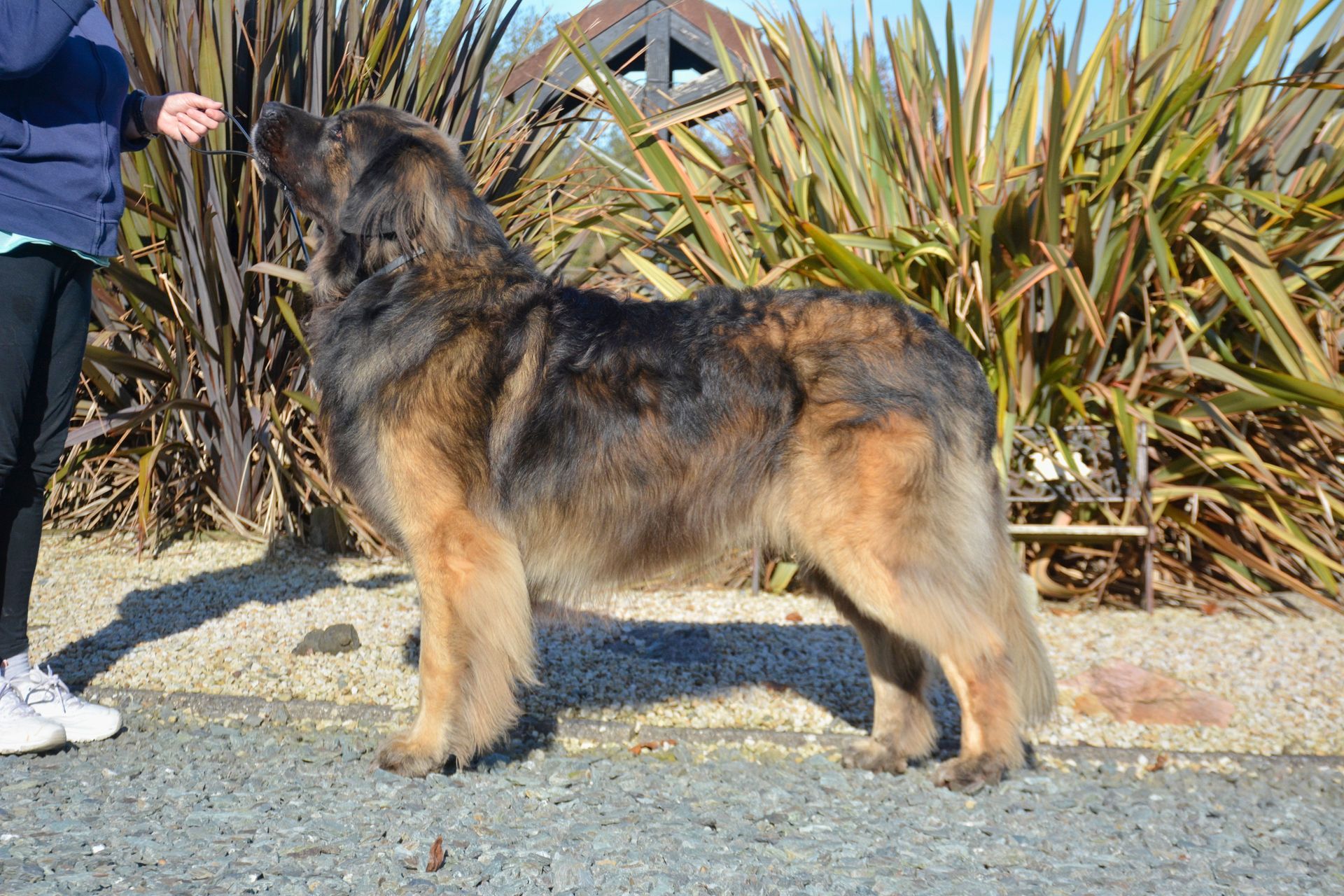 Large long-haired German shepherd standing beside a person outdoors on gravel.