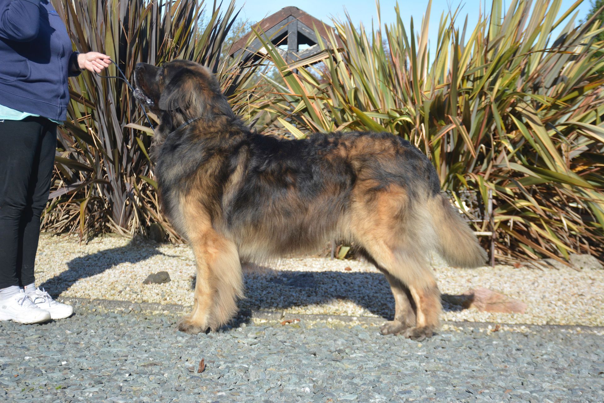 Large fluffy German Shepherd standing beside a person in a gravel garden, with tall spiky plants behind it