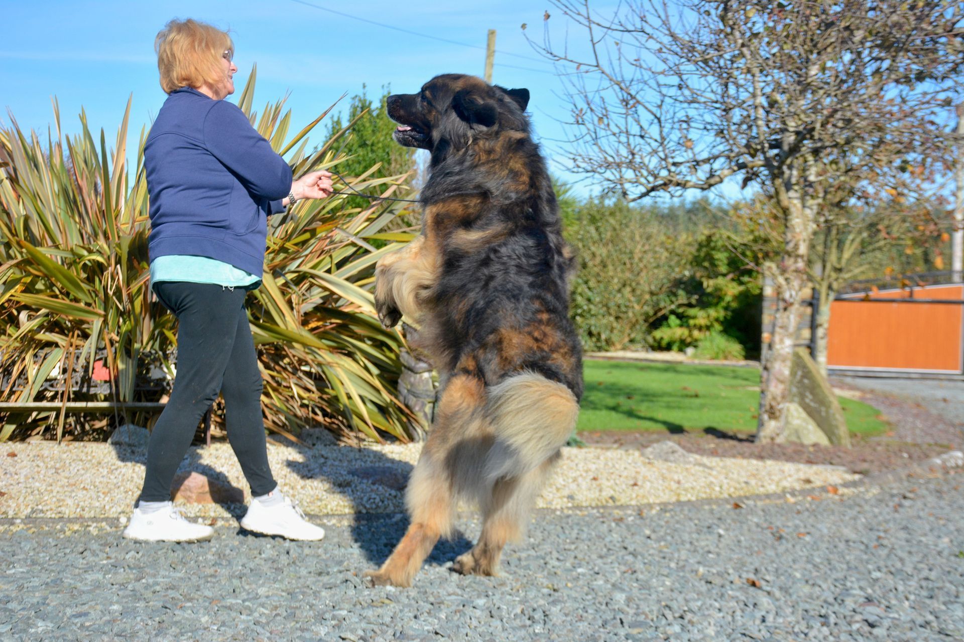 Child and large dog facing each other outdoors on a gravel path, dog rearing up playfully