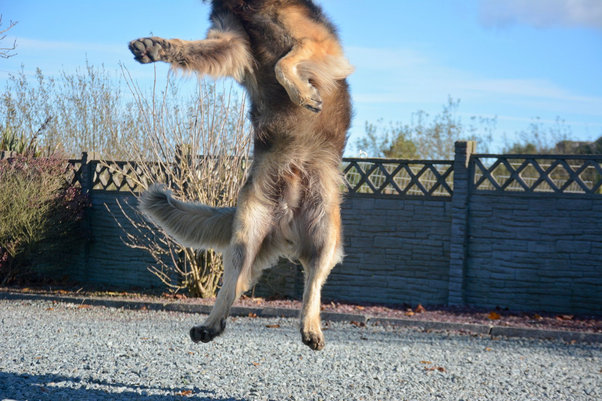 Dog jumping upright outdoors on gravel, with a fence and blue sky in the background