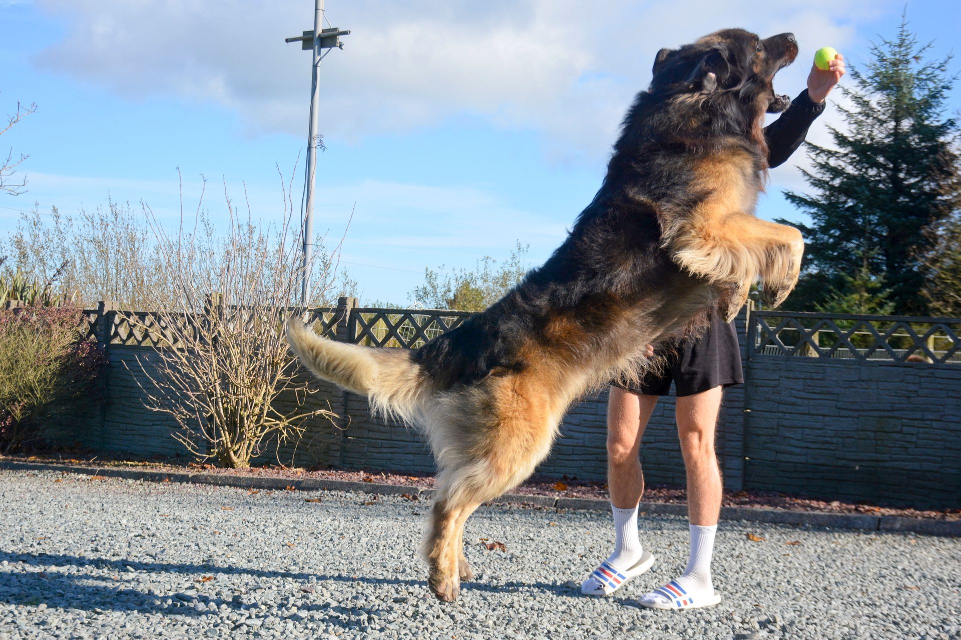 Large fluffy dog jumping up toward a person outdoors on a gravel path under a blue sky