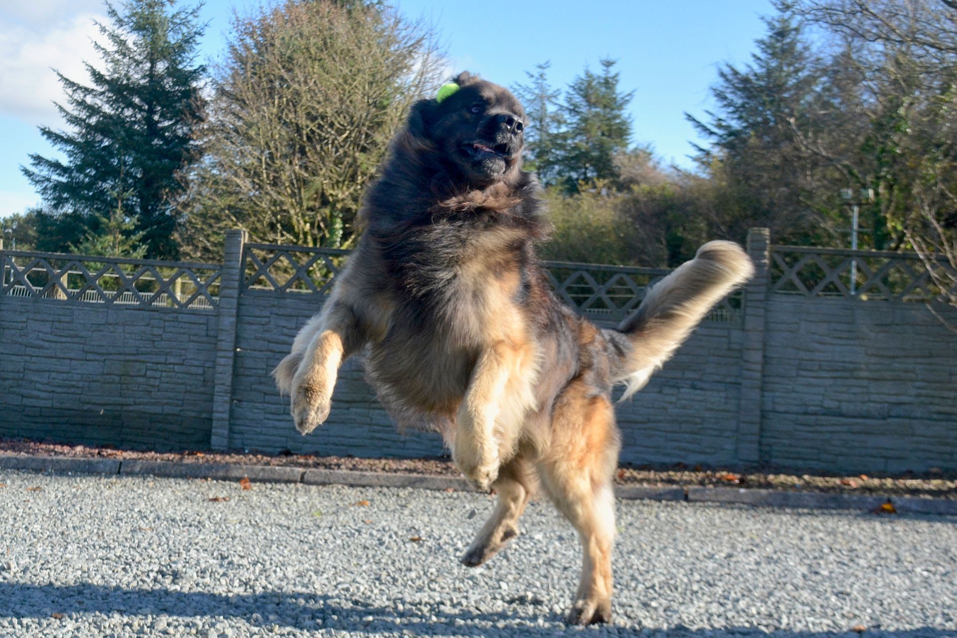 Large fluffy dog jumping in a gravel yard with trees and a fence in the background