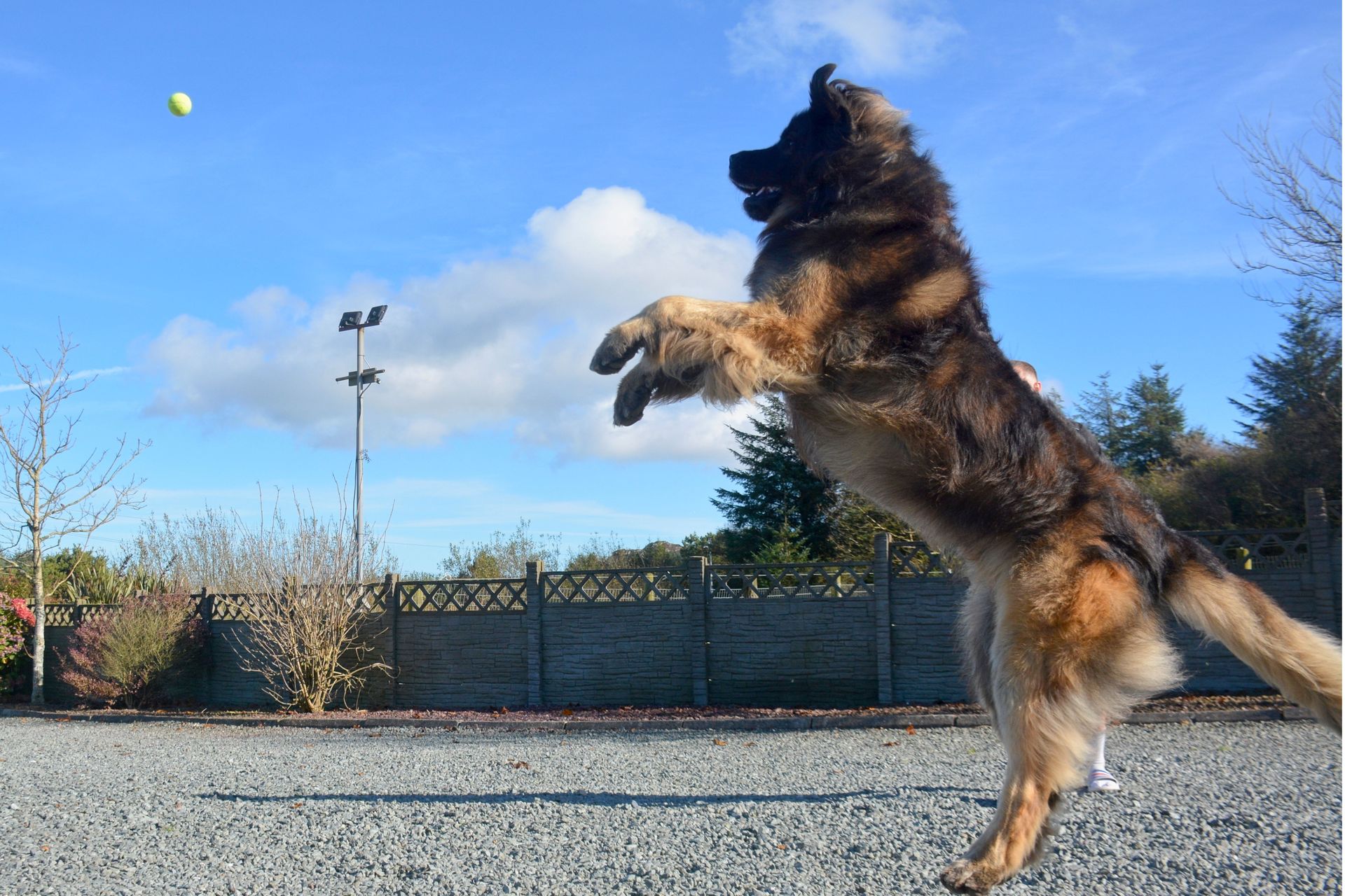 Dog leaping to catch a ball in an outdoor park under a blue sky
