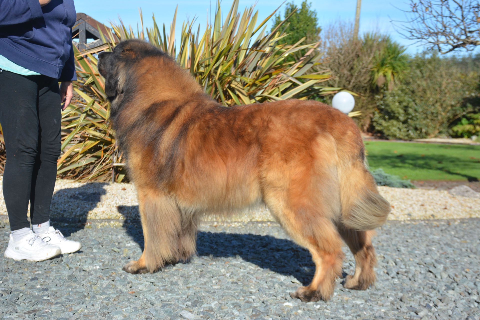 Large fluffy brown dog standing beside a person outdoors on a gravel path