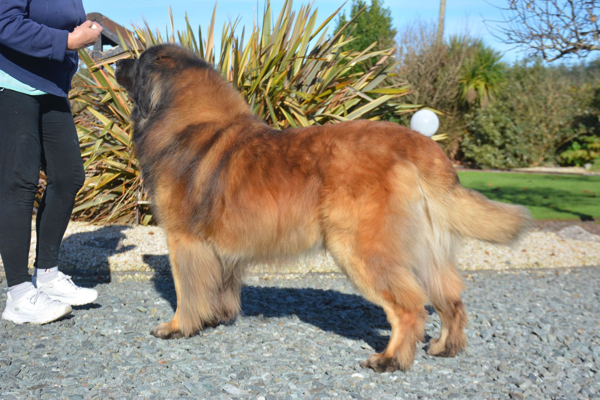 Large brown dog standing on gravel, reaching toward a person outdoors in a garden.