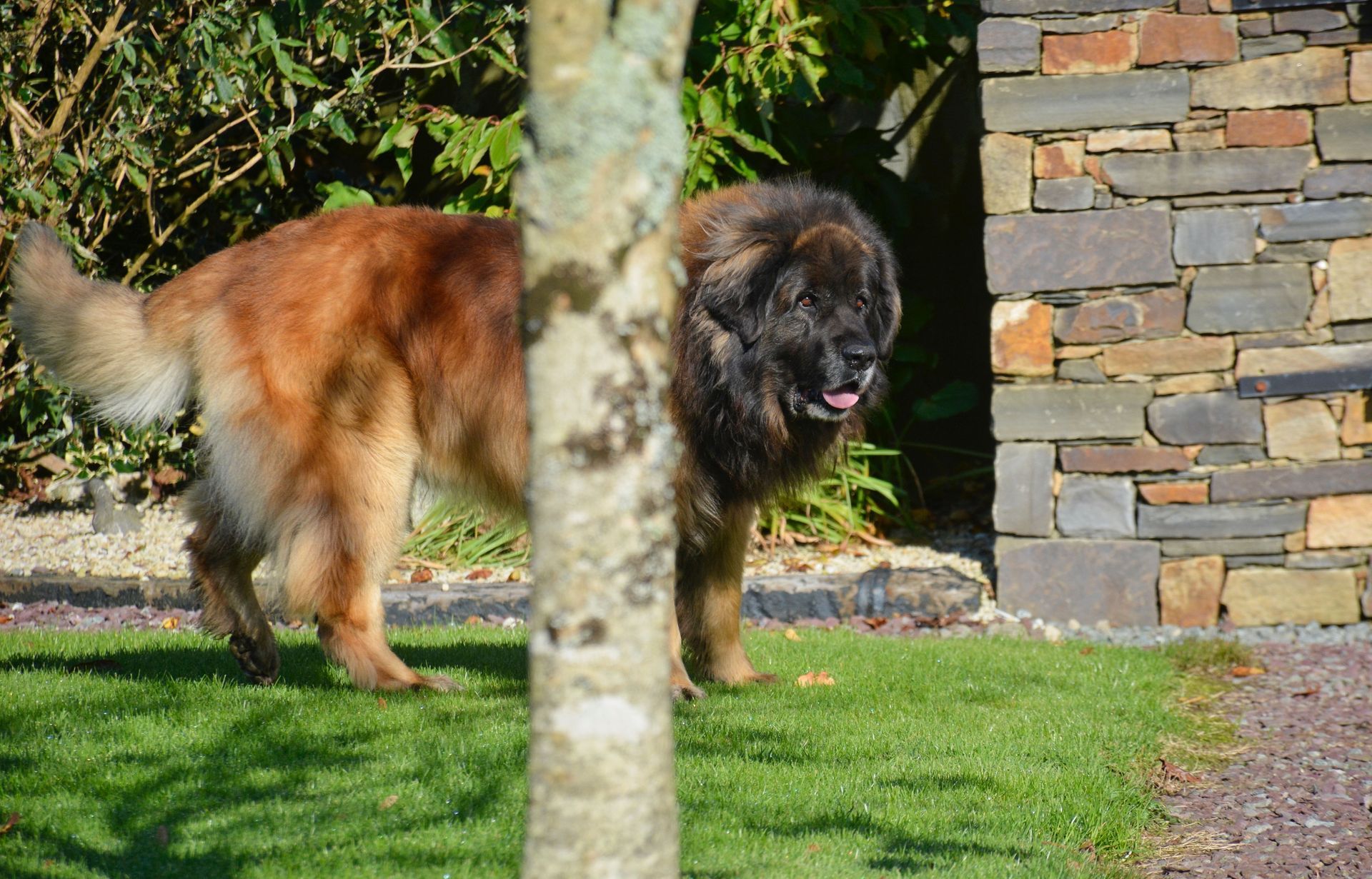 Two fluffy dogs standing on grass beside a stone wall, partly hidden by a tree trunk