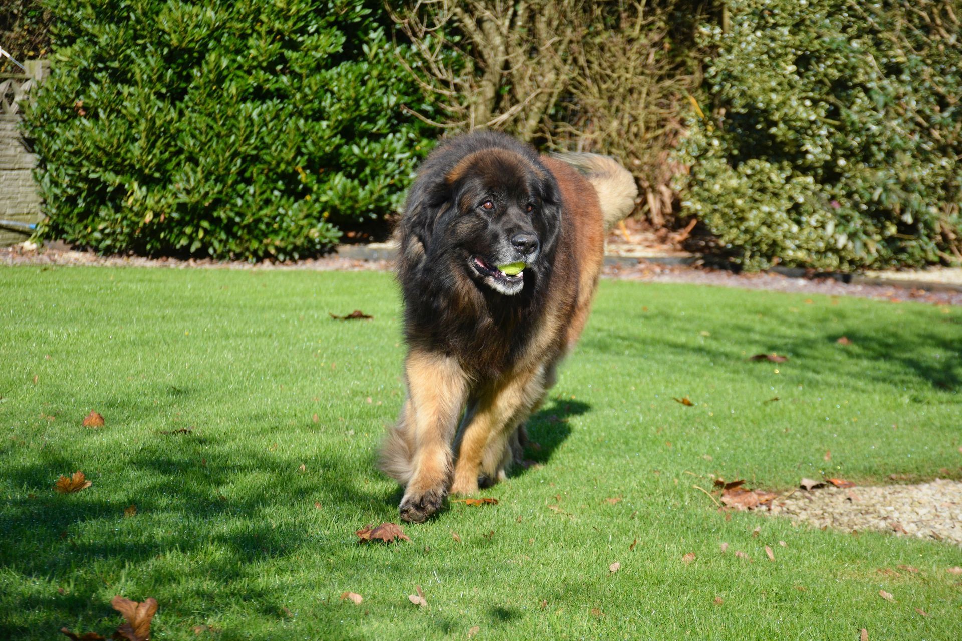 Large black-and-tan dog walking on a grassy lawn with a ball in its mouth