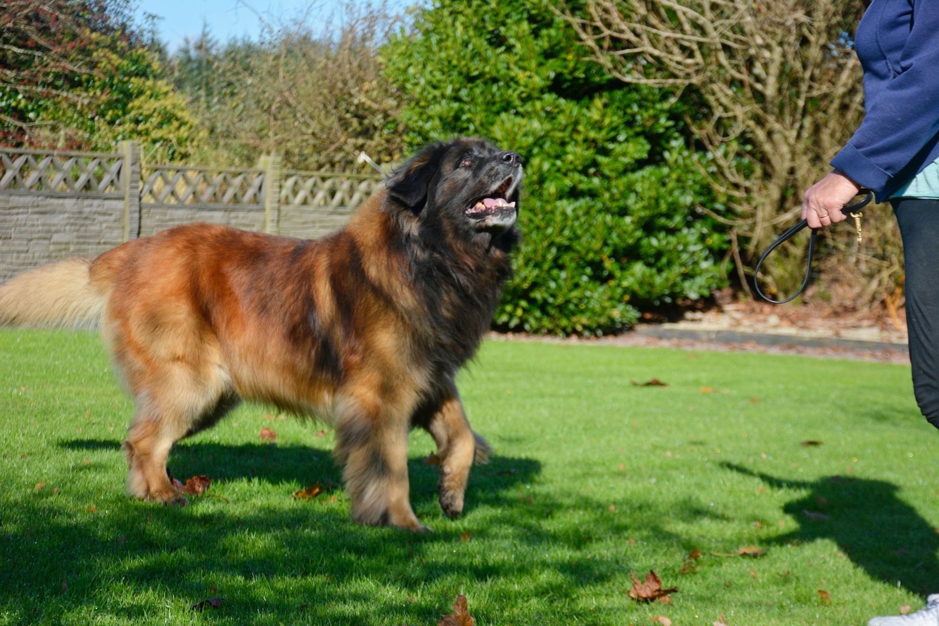 Fluffy brown-and-black dog standing on grass facing a person outdoors.