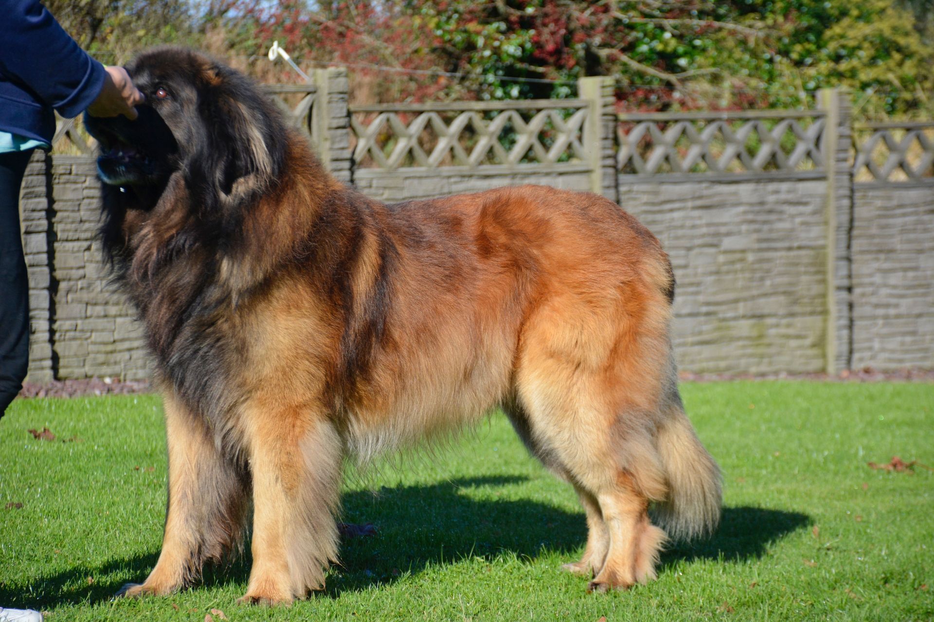 Large long-haired tan and black dog standing on grass beside a person, in a fenced yard