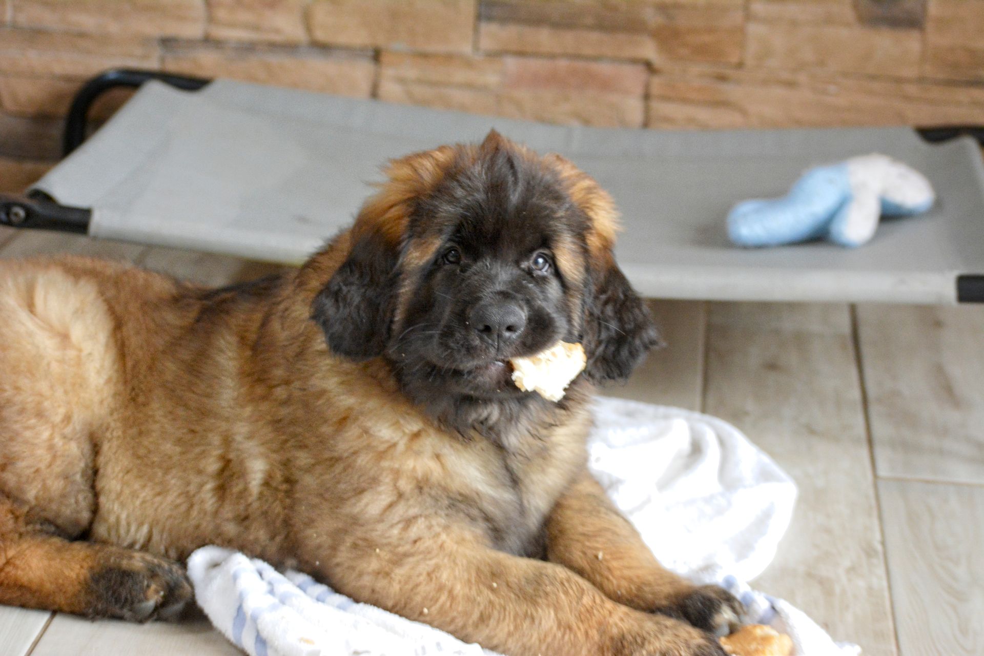 Brown fluffy puppy lying on a white blanket, chewing a bone indoors near a bench
