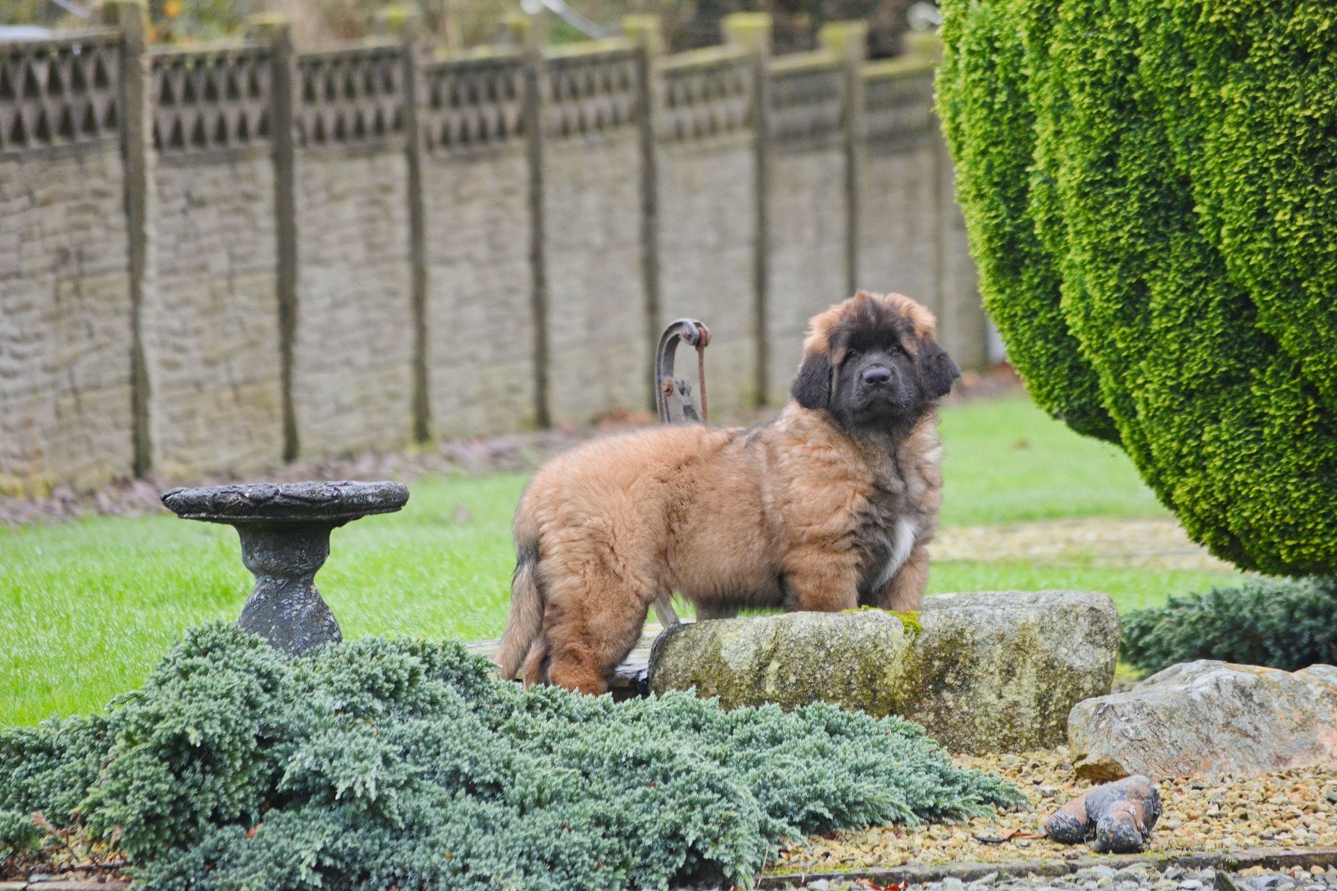 Small brown dog standing in a garden beside a stone birdbath and trimmed greenery