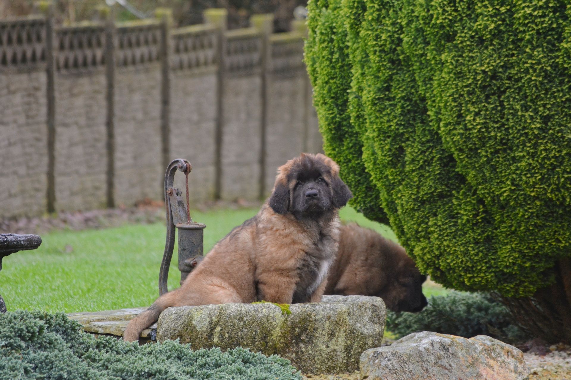 A brown dog rests on grass beside a large green bush, with a stone wall in the background.
