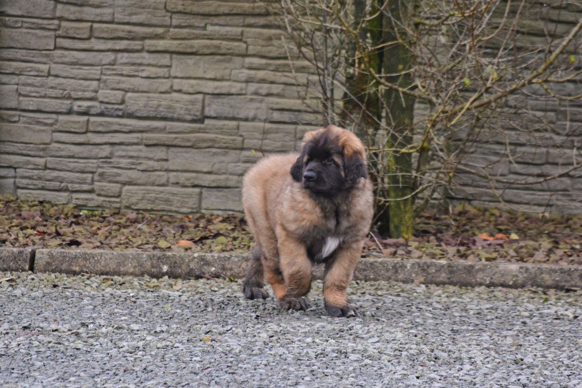 Fluffy brown puppy standing on gravel in front of a stone wall