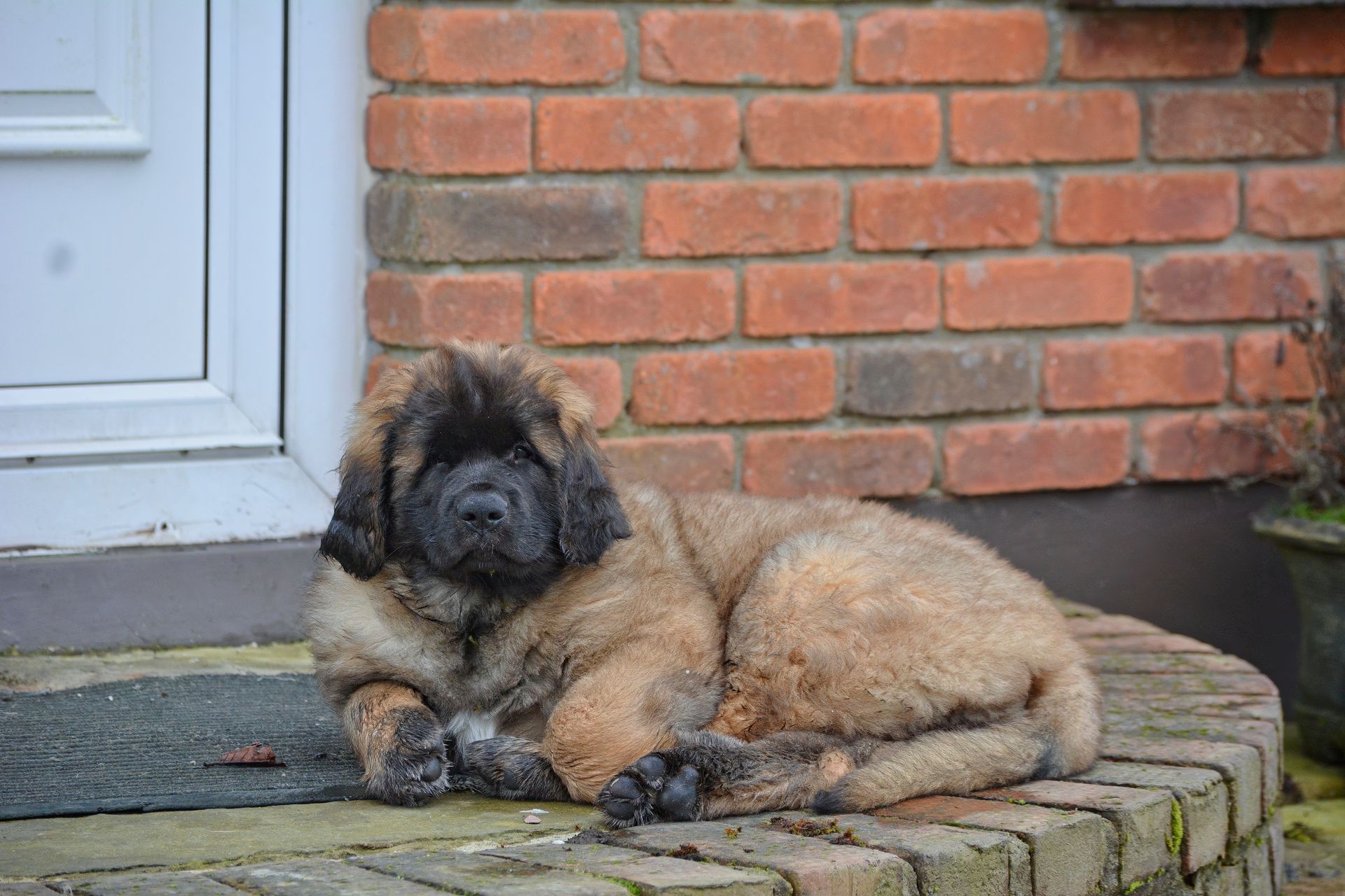 Fluffy tan dog lying on brick steps beside a white door, looking relaxed