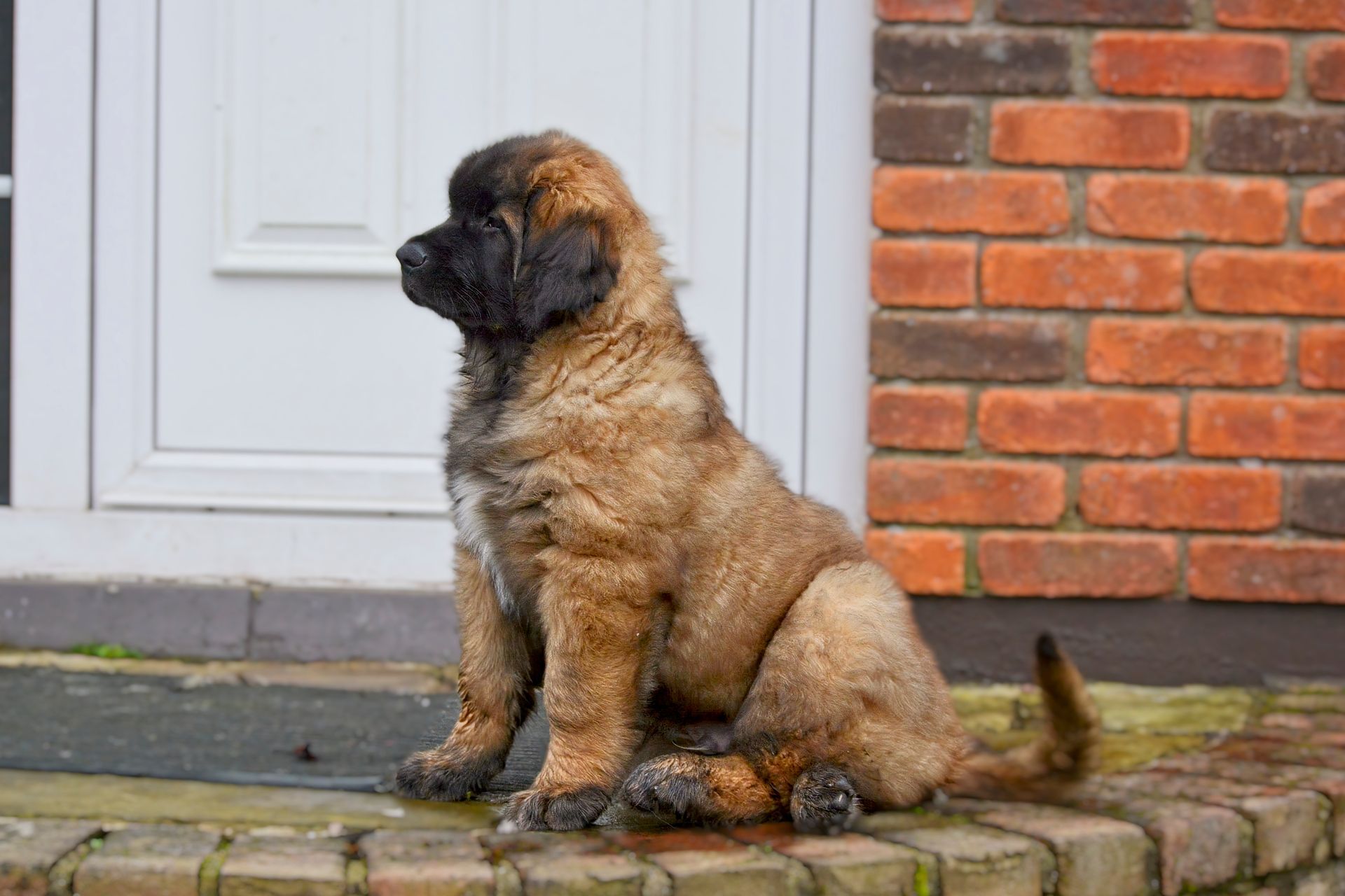 Small fluffy brown puppy sitting on a doorstep beside a white door and red brick wall
