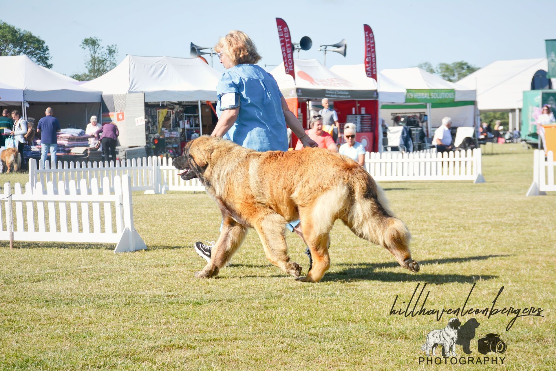 Woman guiding a large tan dog at a dog show ring with white fences and tents in the background