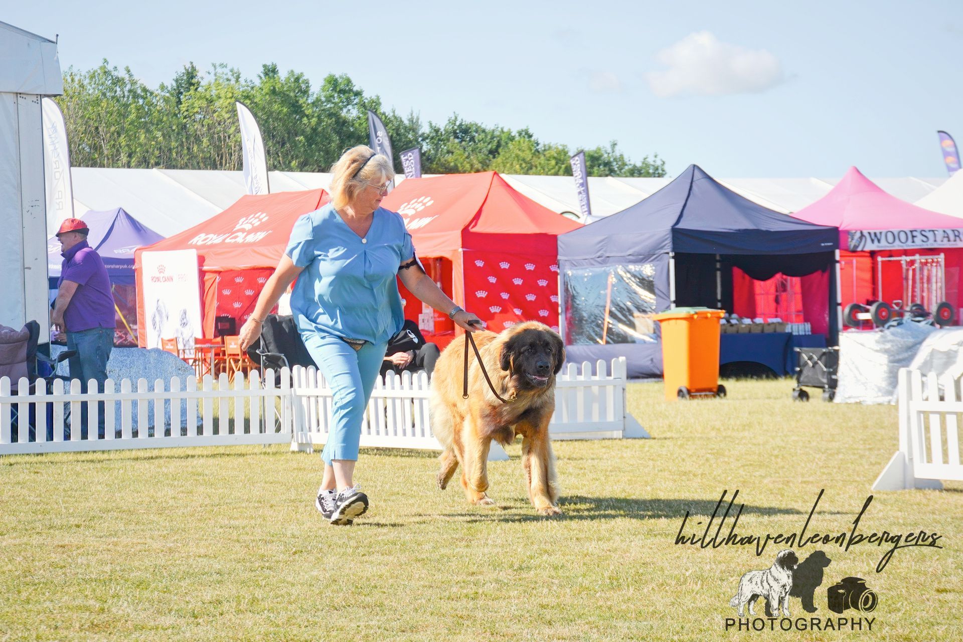 Woman walking a large dog in a grassy show ring with colorful tents in the background