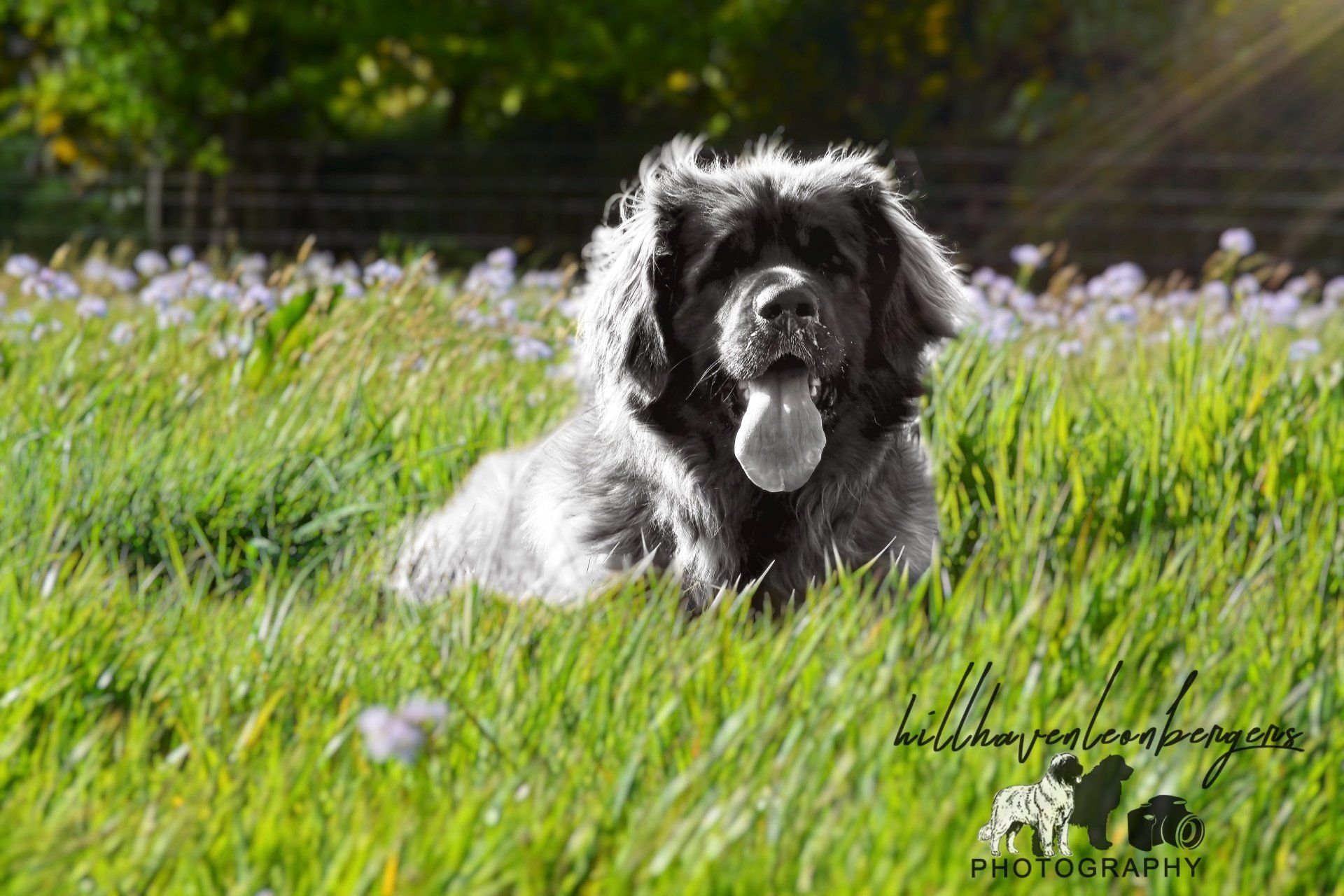 Black-and-white dog lying in tall green grass with purple flowers, tongue out in sunlight