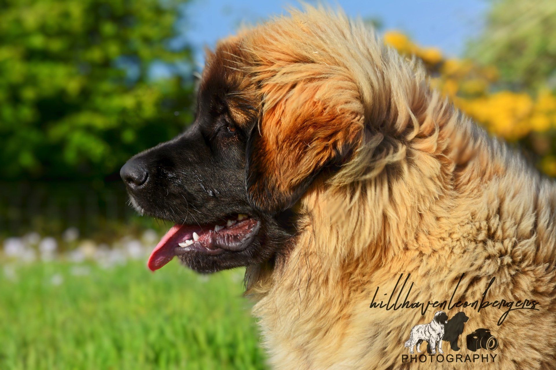 Hillhavenleonbergers leonbergers