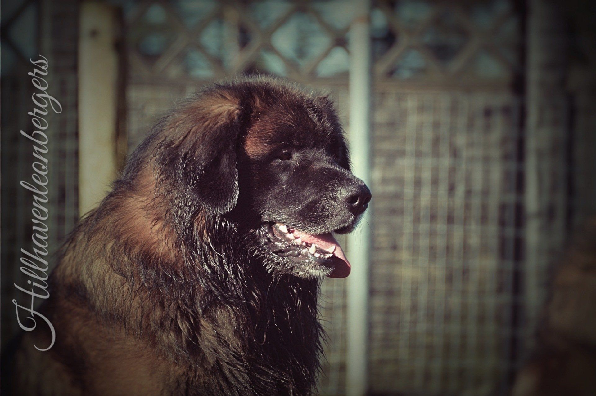 Large brown dog in profile, panting in a dim indoor kennel setting