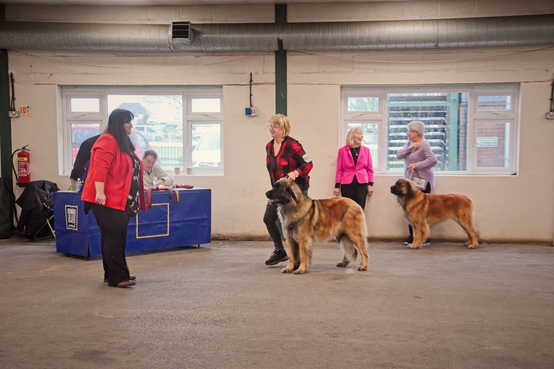 Hillhavenleonbergers leonbergers