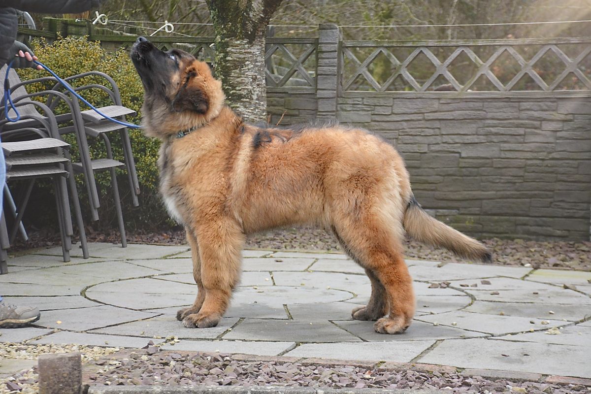 Brown and black dog standing alert on a patio beside a table and garden wall