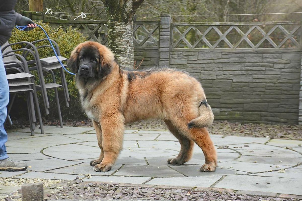 Large tan-and-black dog standing on a stone patio in a garden yard