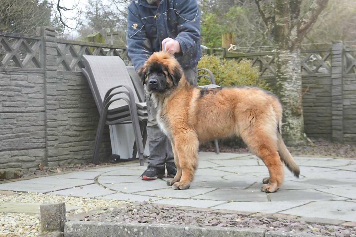 Large tan dog standing on a patio while a person holds its leash outdoors