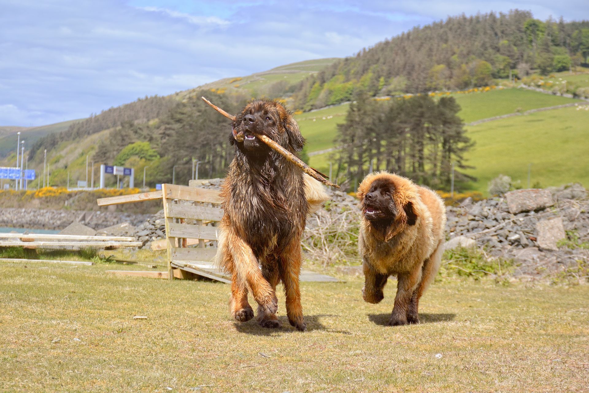Two shaggy goats standing on a grassy hillside near a wooden fence and rocky mountains.