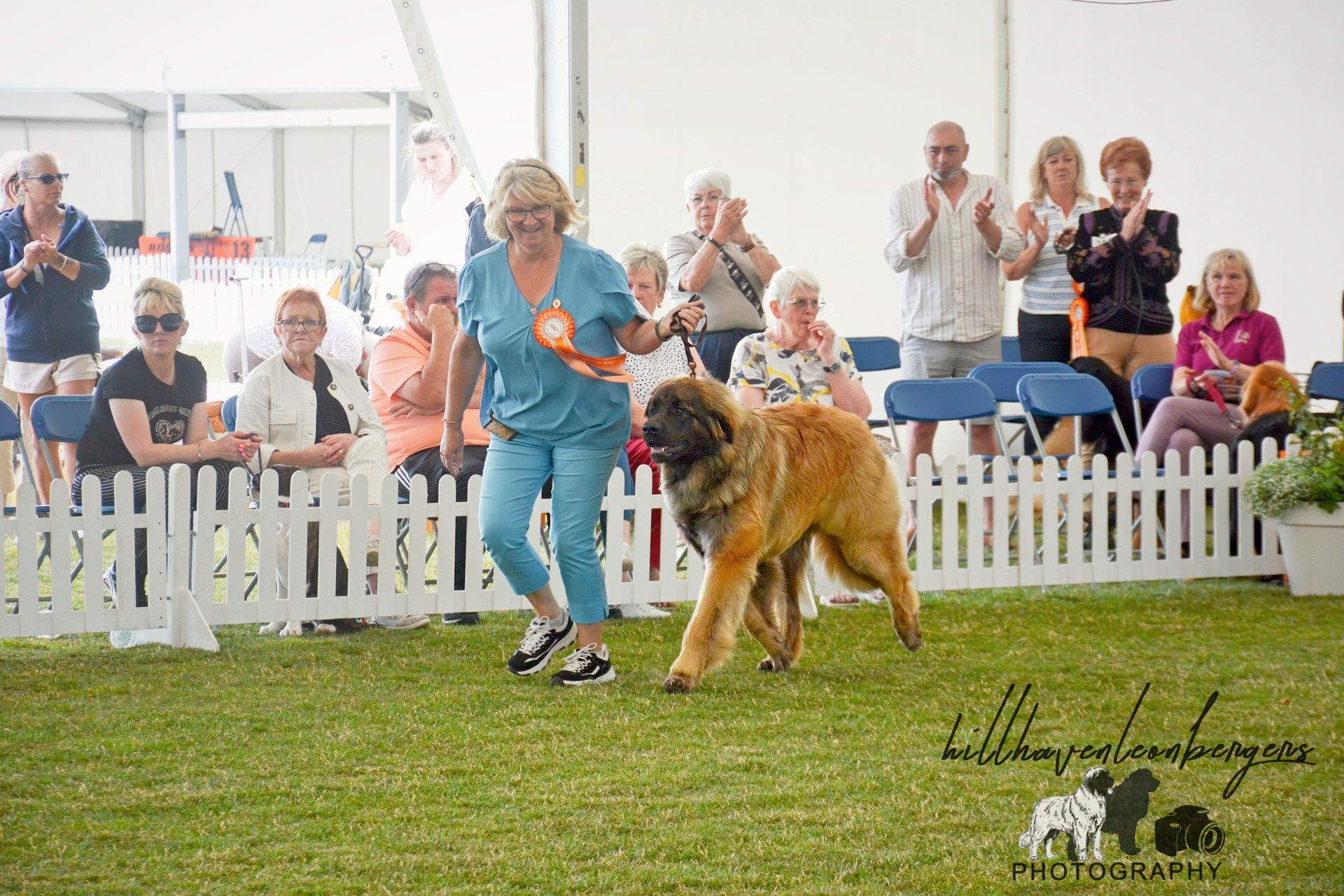 Woman in blue leads a large dog in a show ring, with spectators watching behind a white fence.