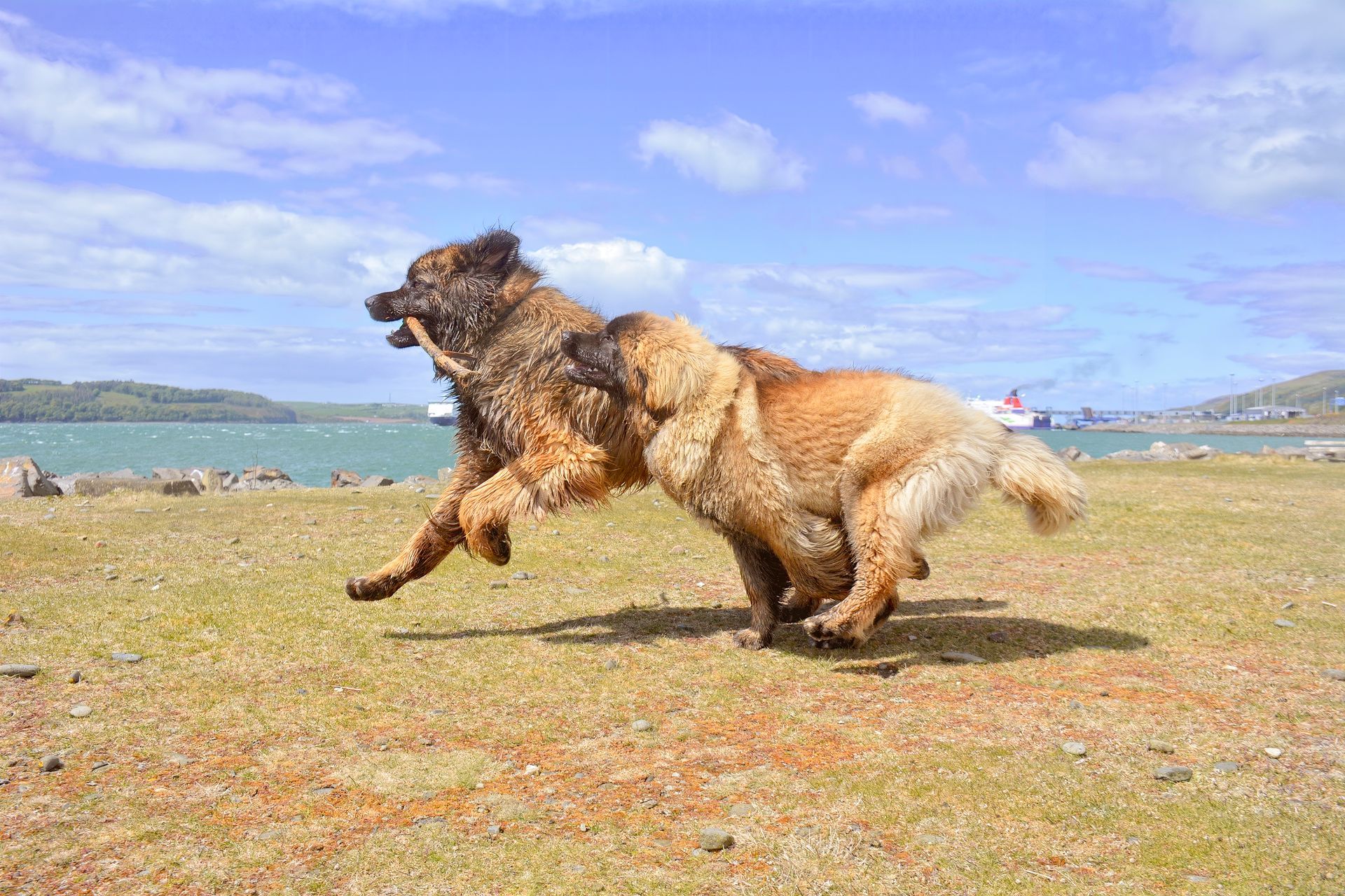 Two dogs running on a grassy beach under a blue sky
