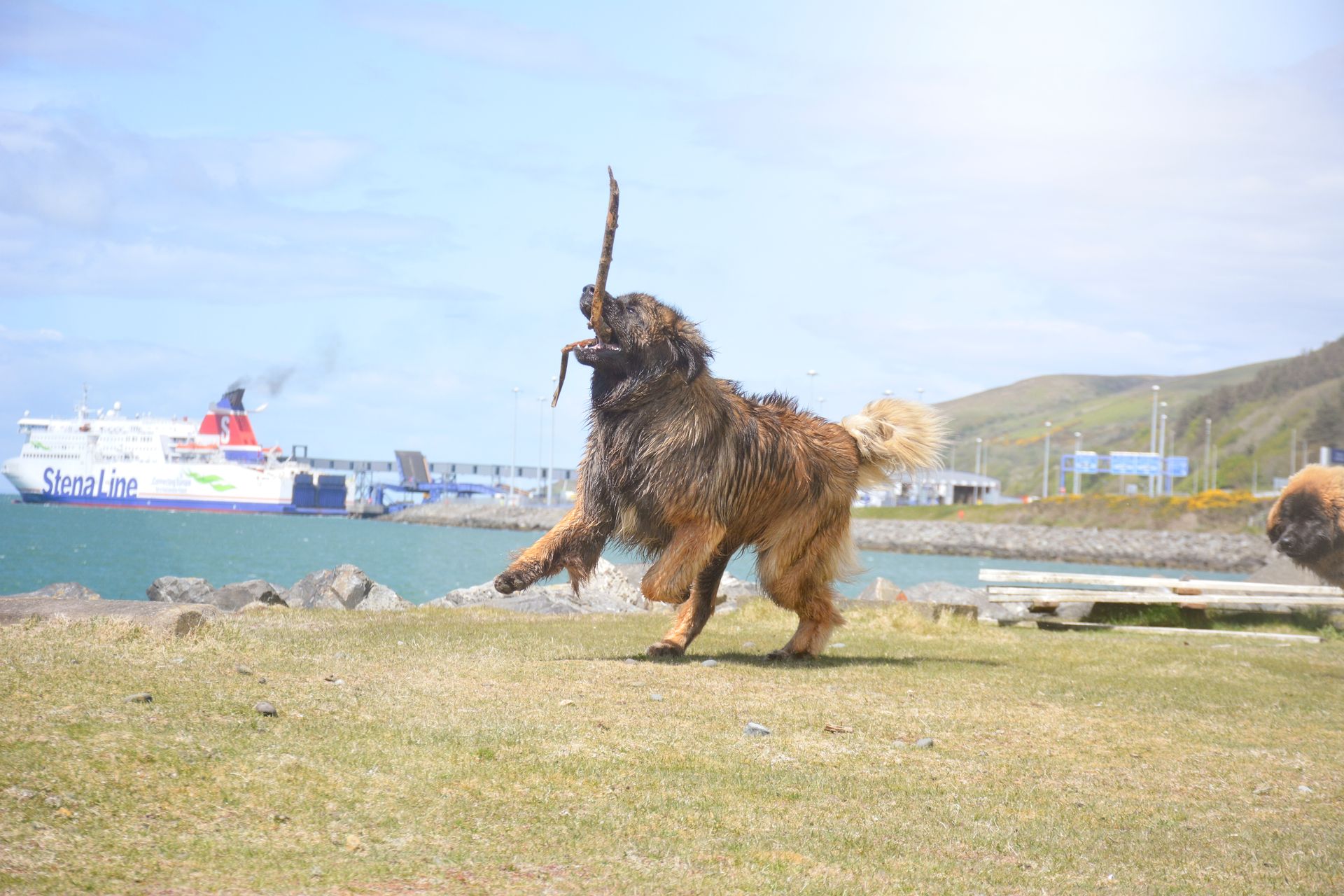 Two shaggy dogs playing on grass near a harbor, with a ferry and hills in the background