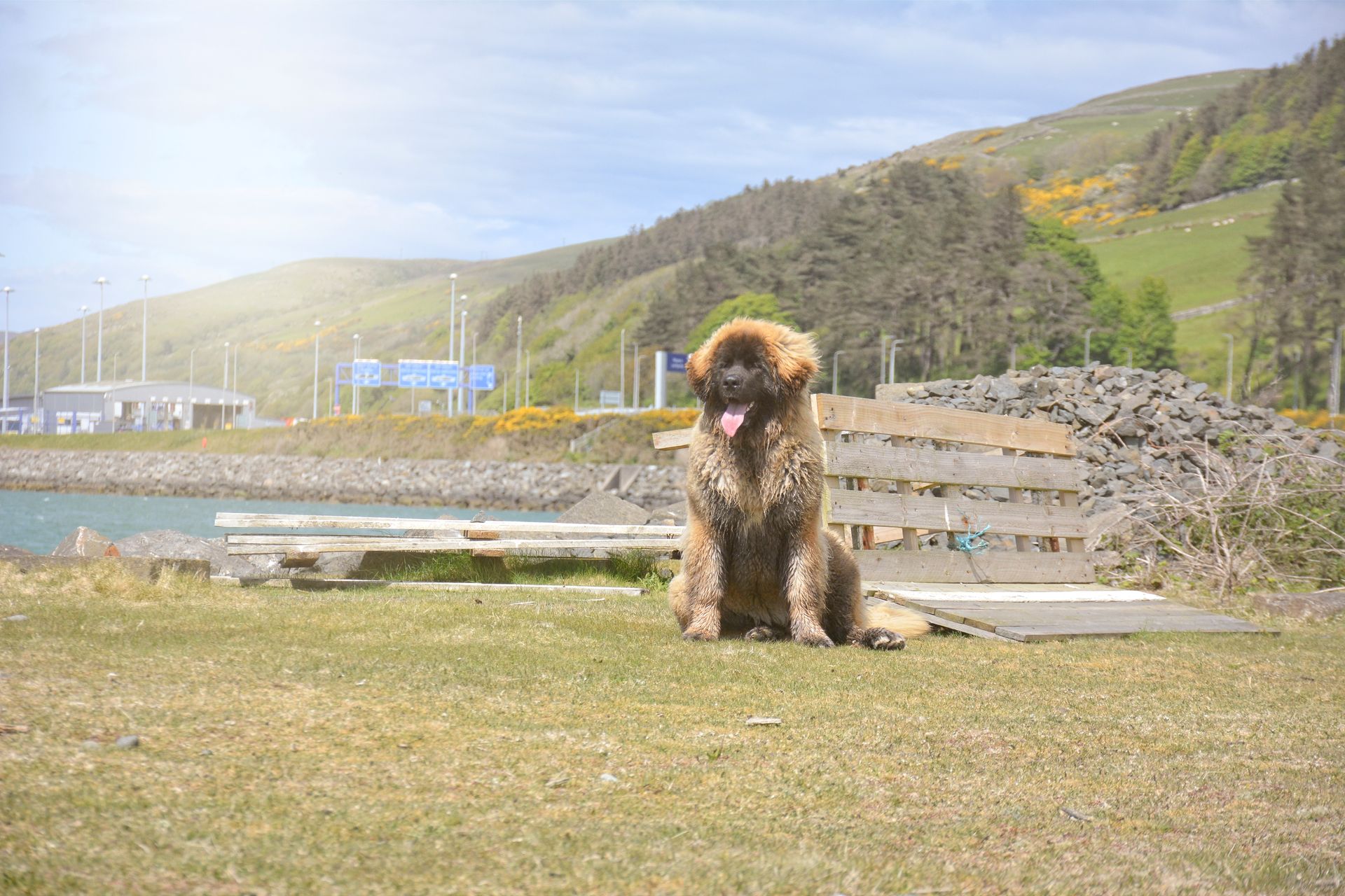Brown dog sitting on grass near a rocky shoreline with hills in the background