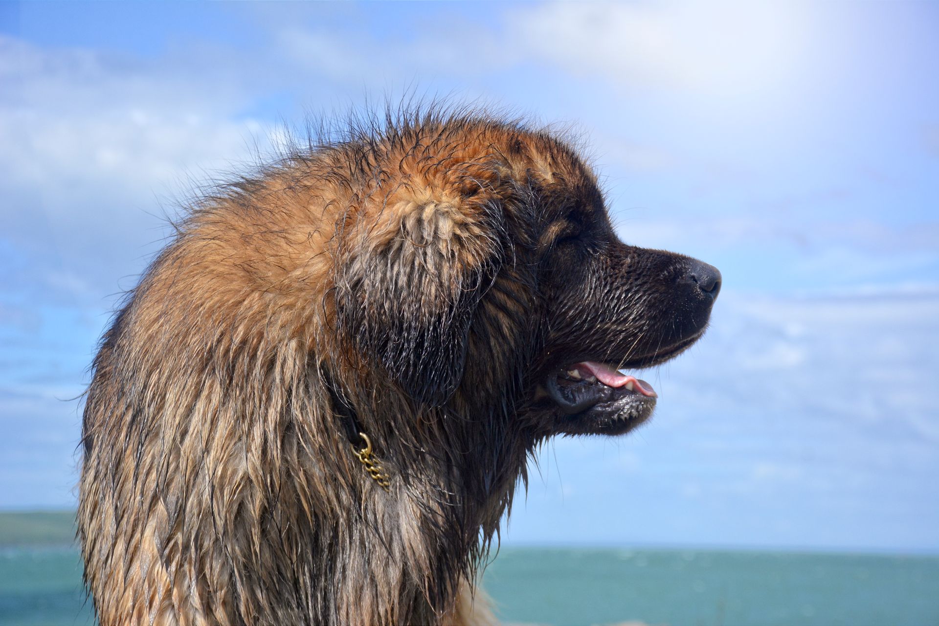 Wet brown bear profile by the sea with mouth open