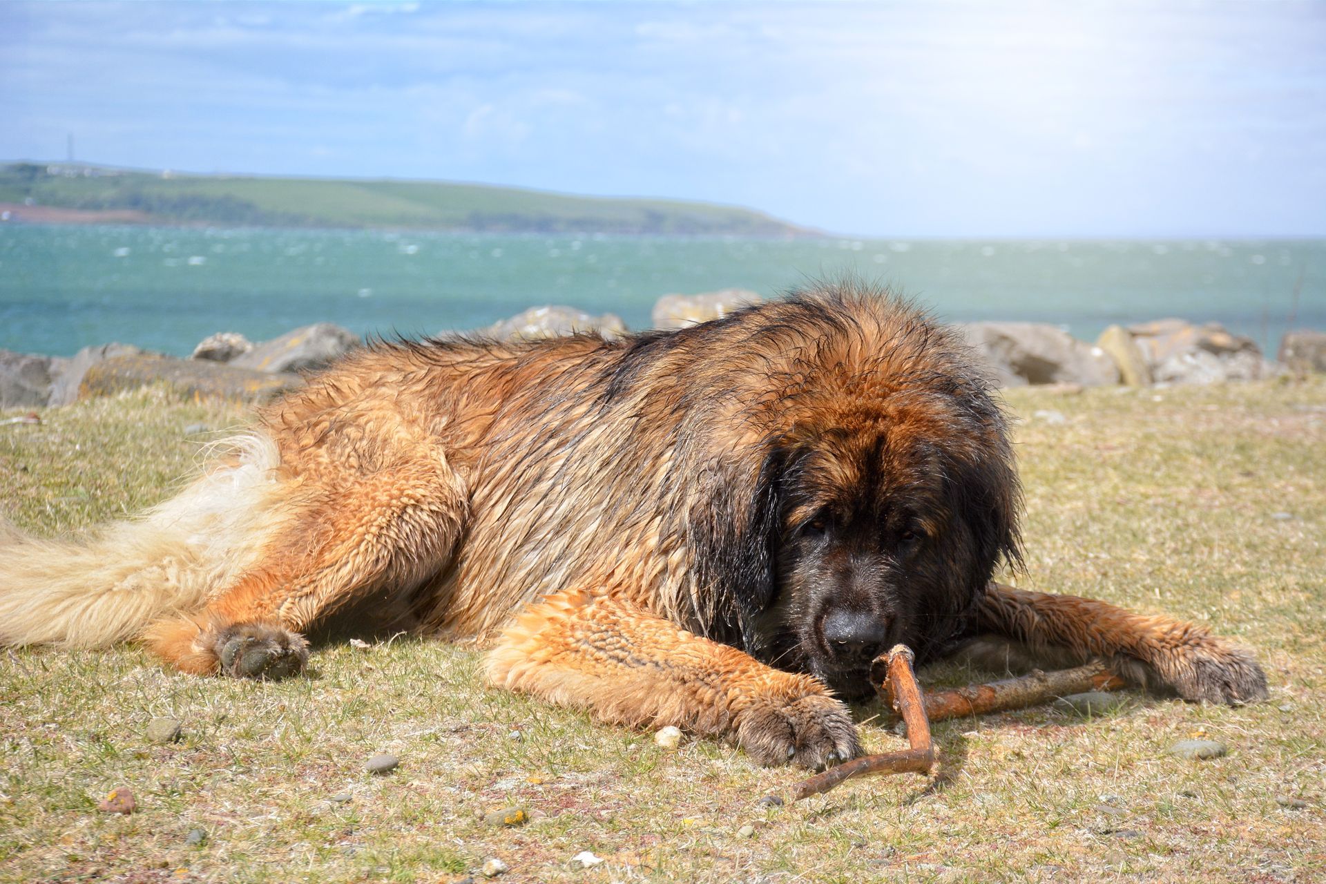 Large shaggy dog lying on a rocky beach, chewing a stick near the water.