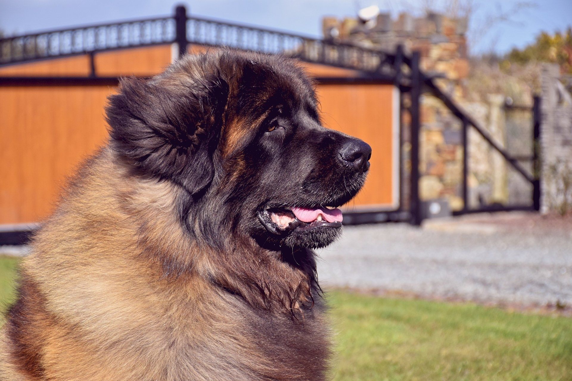 Fluffy brown and black dog in profile outdoors near a wooden fence and stone steps