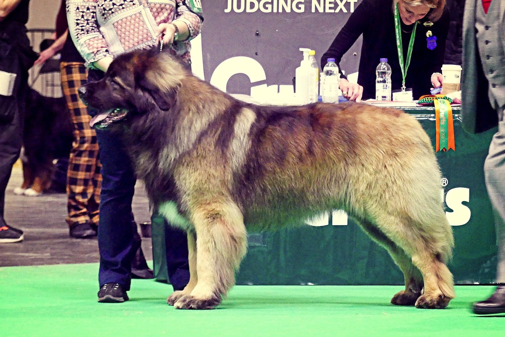 Hillhavenleonbergers leonbergers