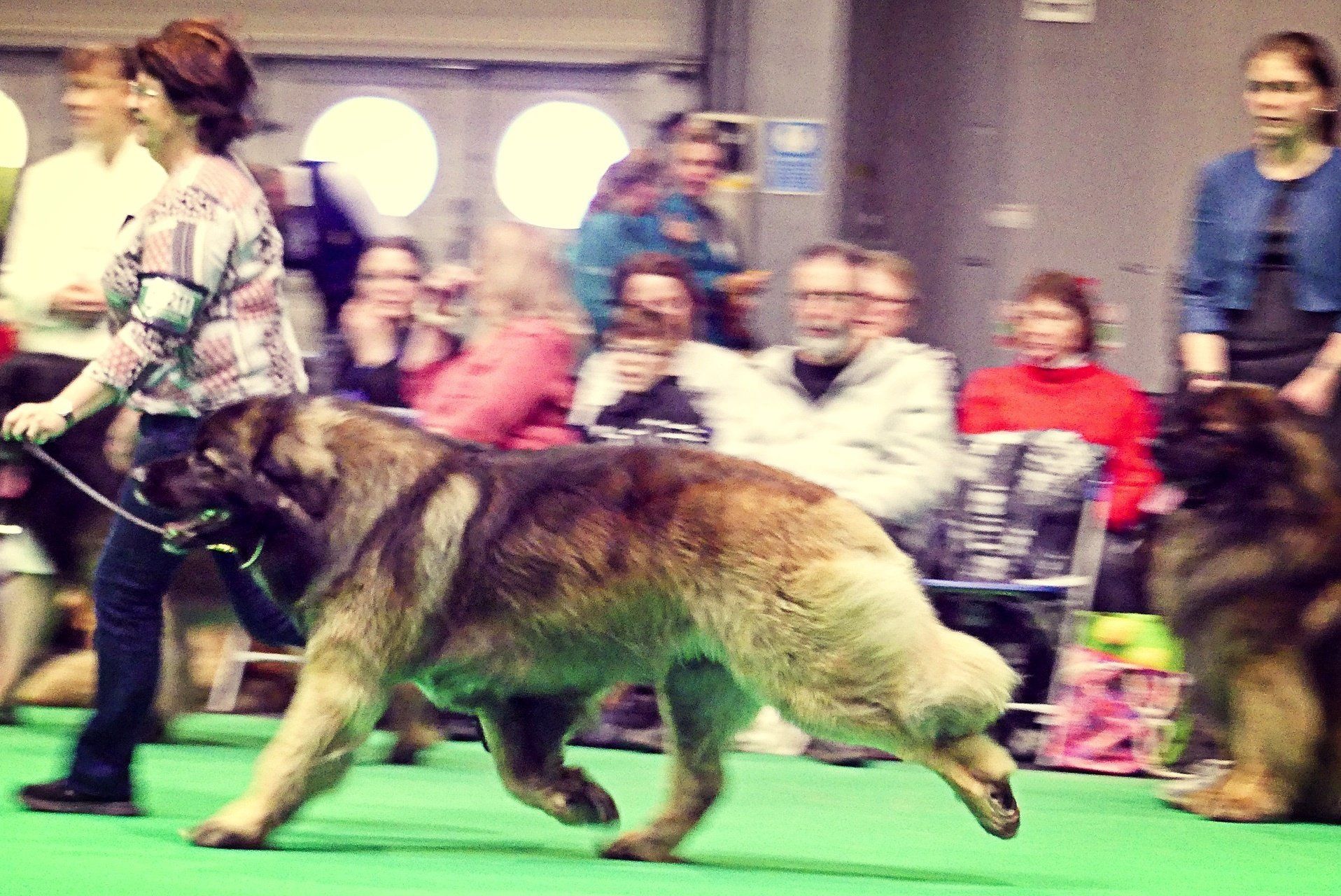 Hillhavenleonbergers leonbergers