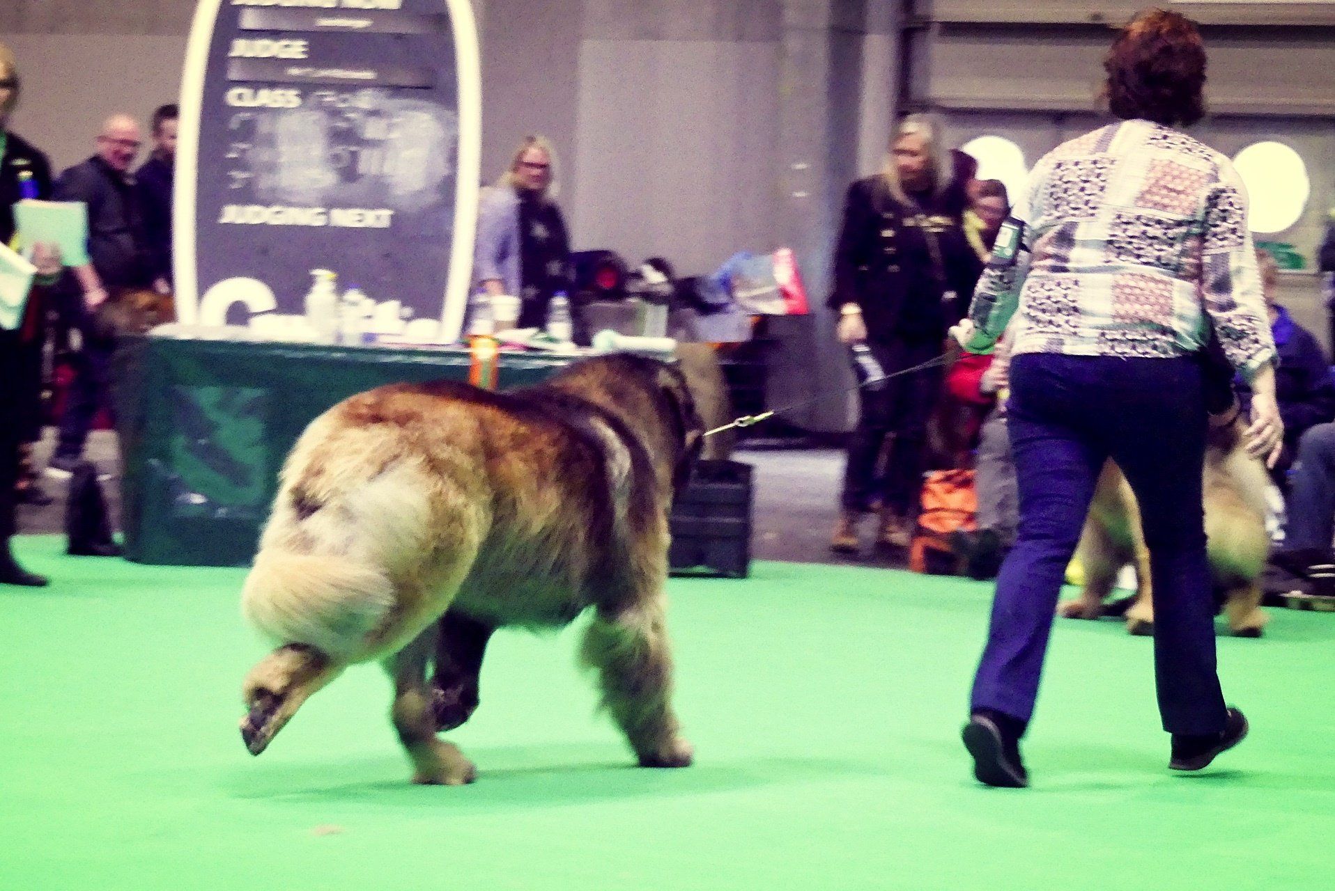 Hillhavenleonbergers leonbergers
