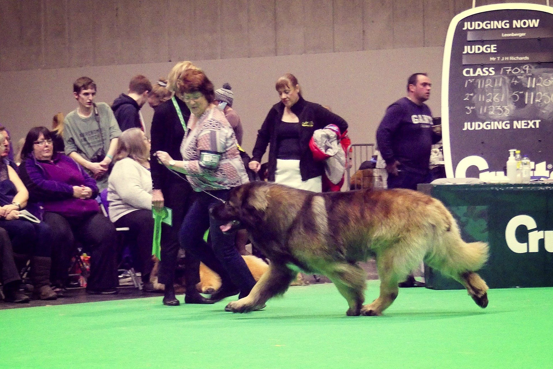 Hillhavenleonbergers leonbergers