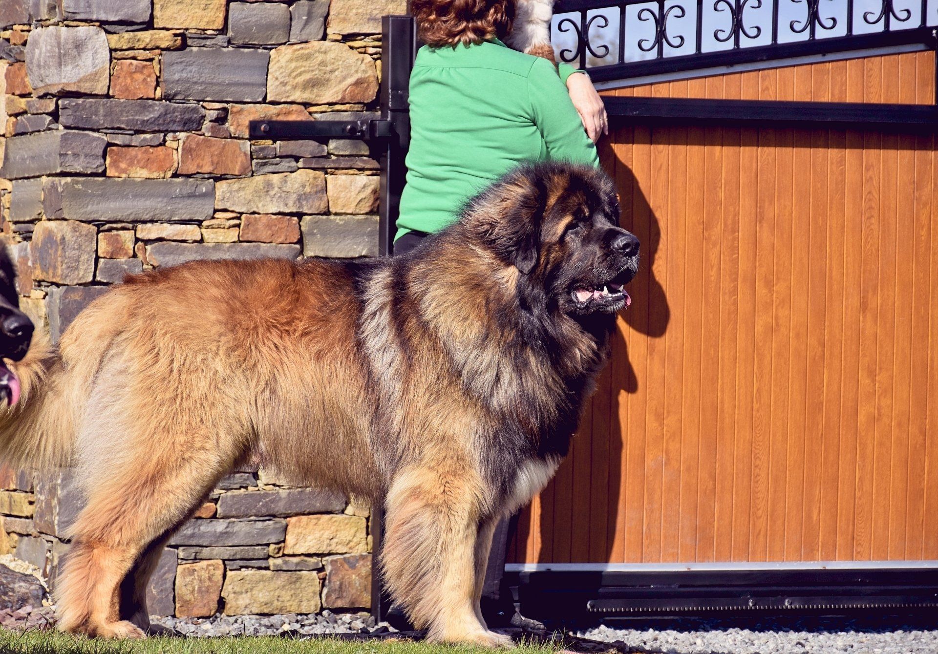 Hillhavenleonbergers leonbergers